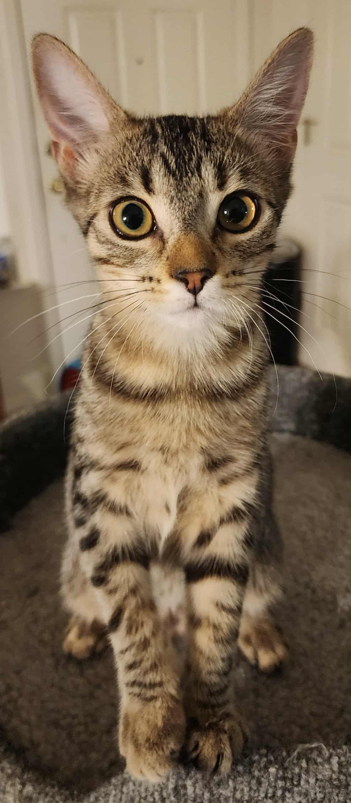 Enlarge Saffron, a Adoptable Domestic Short Hair in Brentwood, CA image 5/5