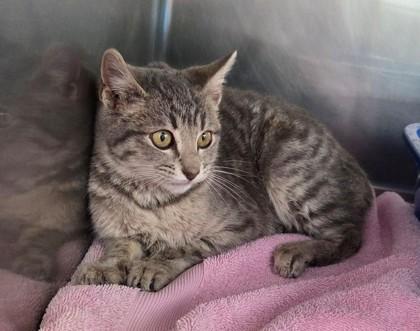 Waunakee, Adoptable, Young Female Domestic Short Hair & Domestic Short Hair.