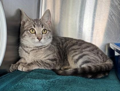 Enlarge Waunakee, a Adoptable mixed breed in Willmar, MN image 2/2