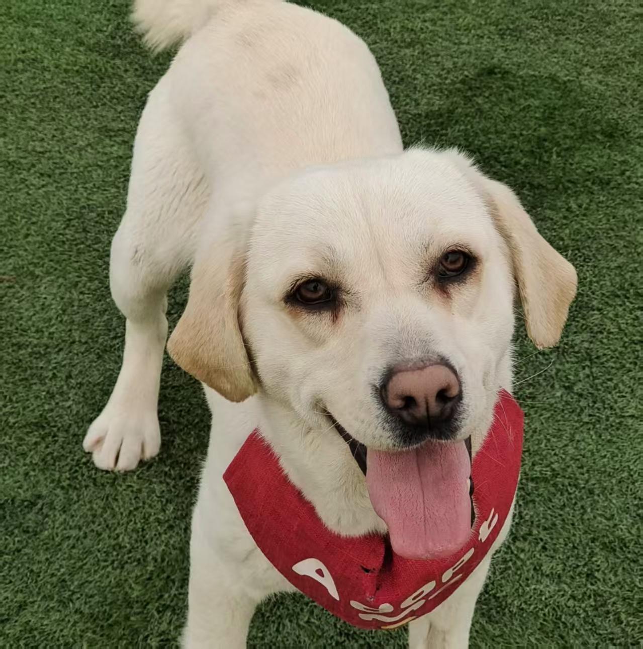 Enlarge Cooper, a ADOPTABLE Yellow Labrador Retriever in Toronto, ON image 4/4