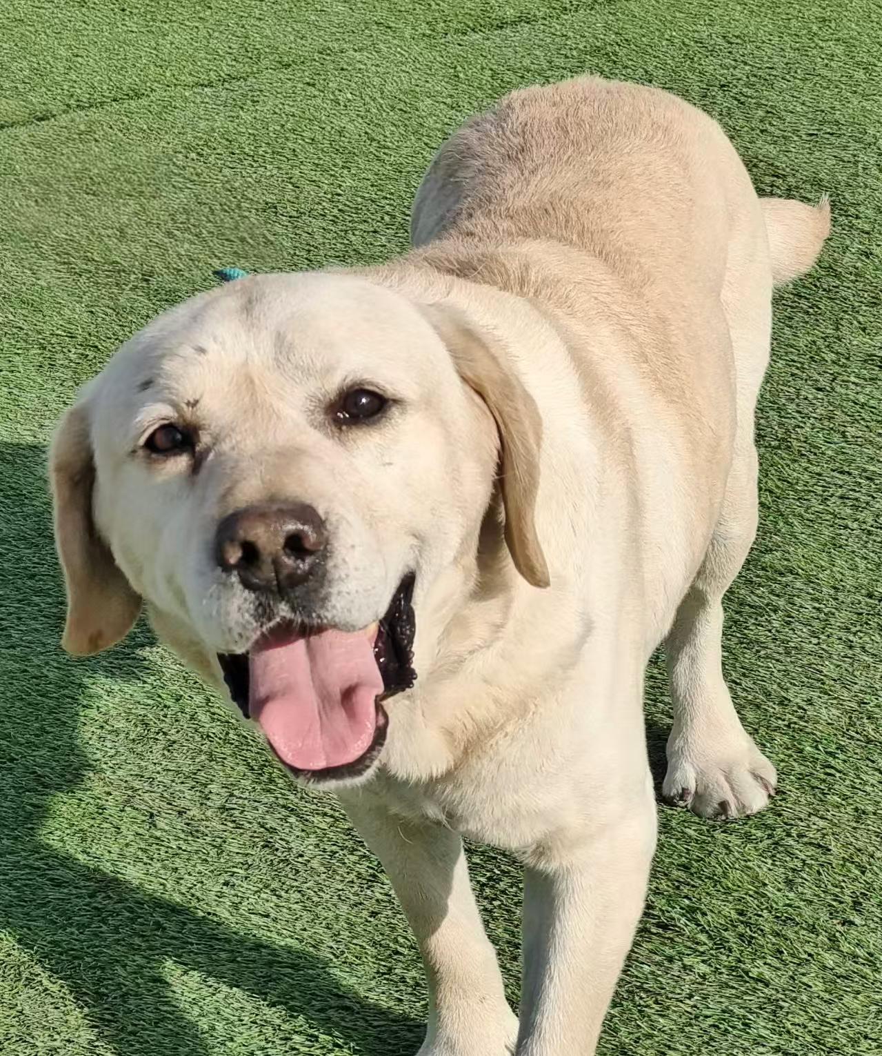 Enlarge Cooper, a ADOPTABLE Yellow Labrador Retriever in Toronto, ON image 2/3