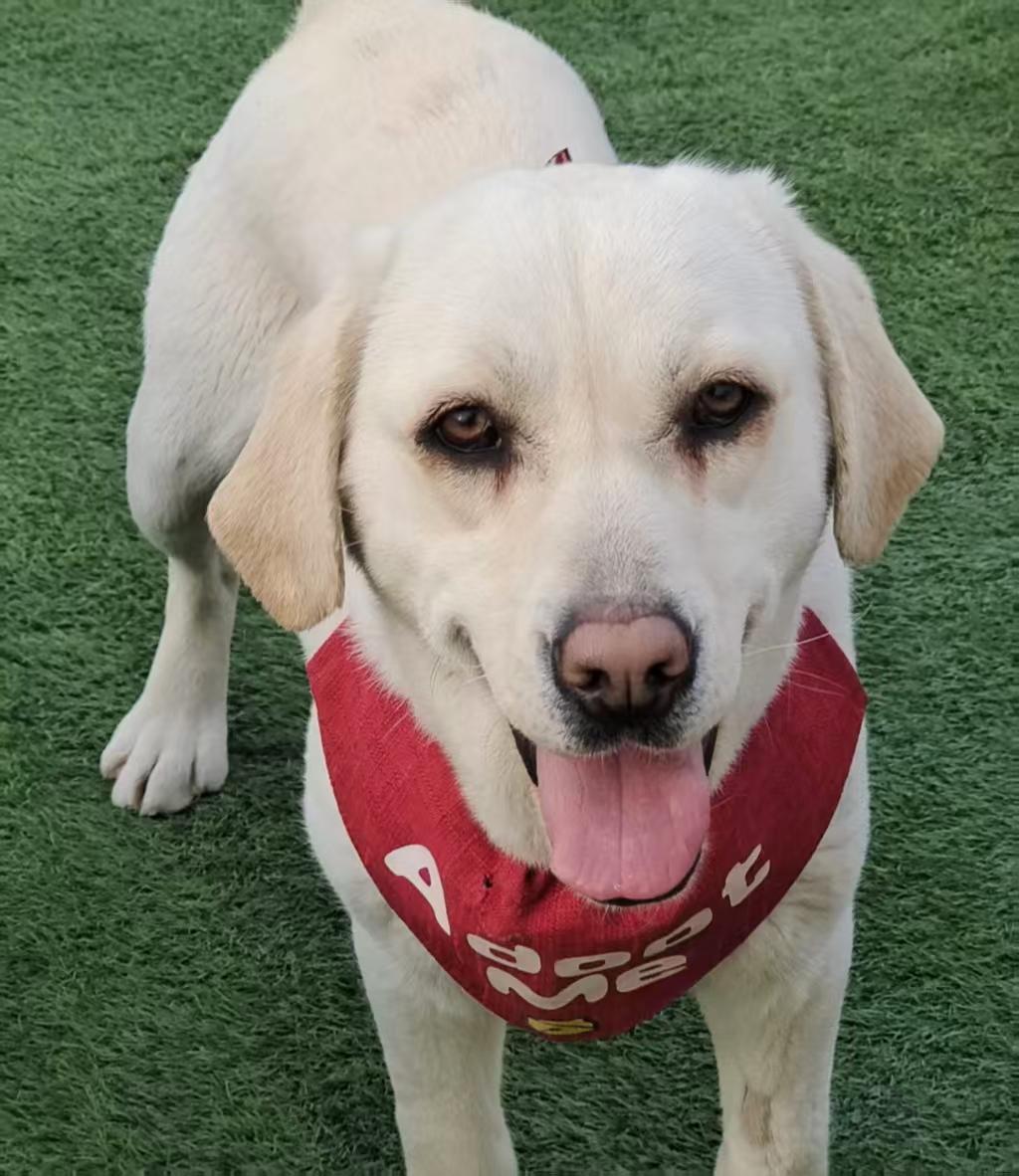 Enlarge Cooper, a ADOPTABLE Yellow Labrador Retriever in Toronto, ON image 3/4