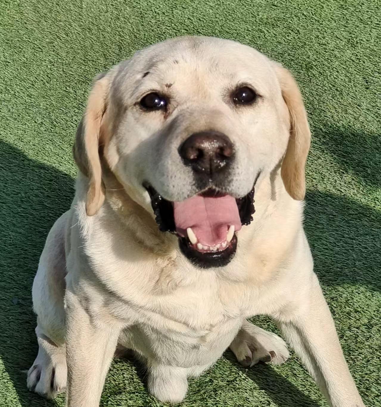 Enlarge Cooper, a ADOPTABLE Yellow Labrador Retriever in Toronto, ON image 1/3