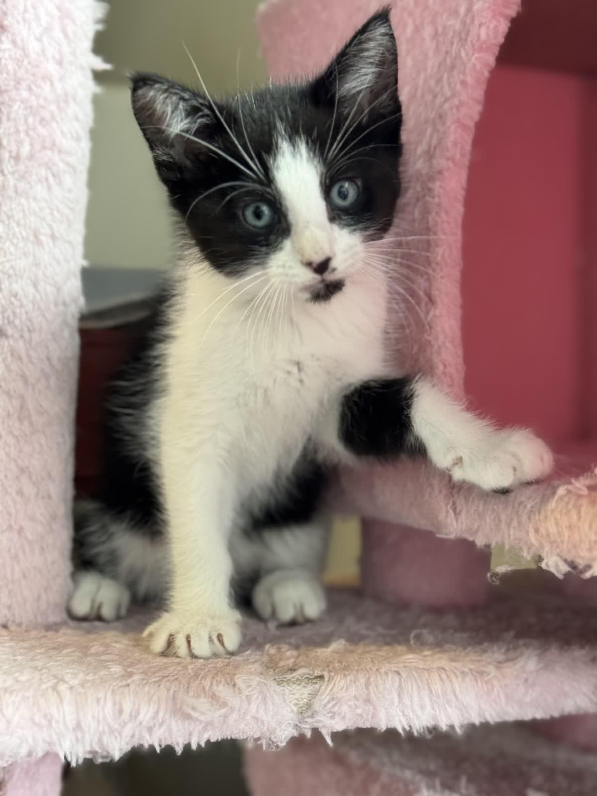 Enlarge Tennessee, a Adoptable Domestic Short Hair in Murfreesboro, TN image 1/3