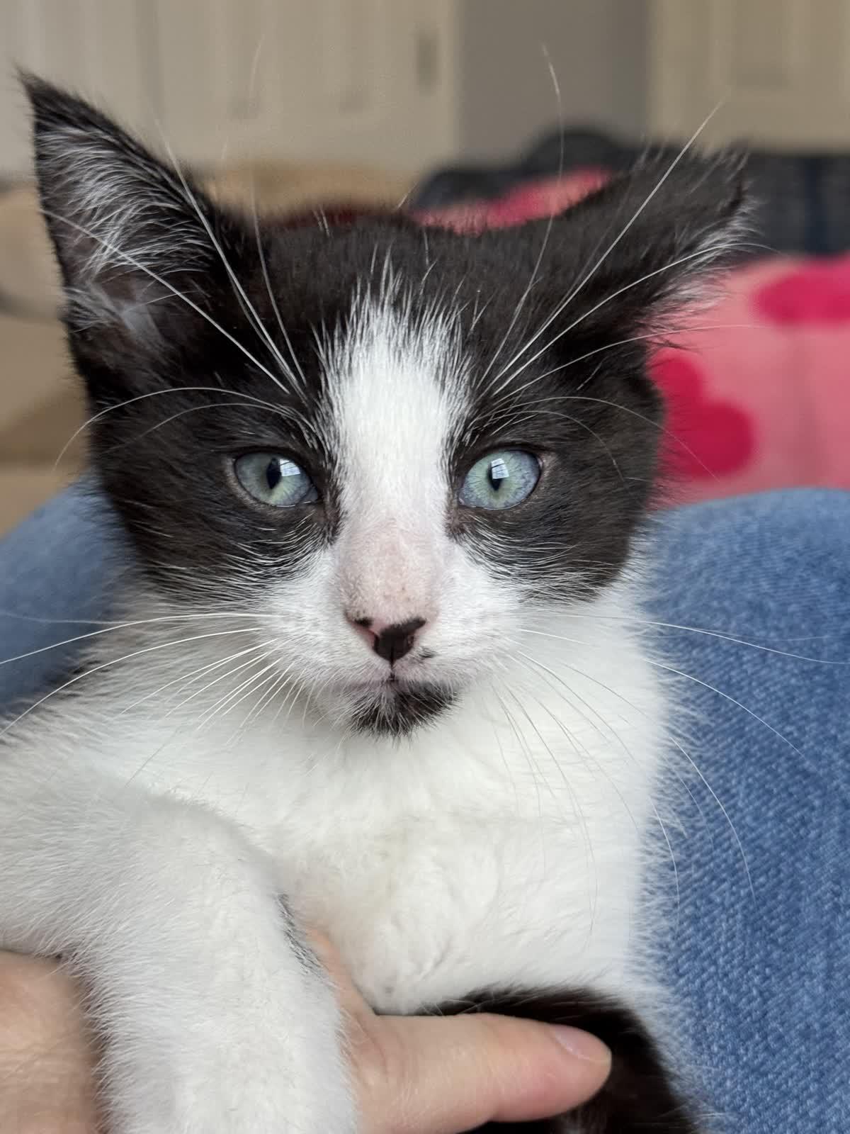 Enlarge Tennessee, a Adoptable Domestic Short Hair in Murfreesboro, TN image 2/3