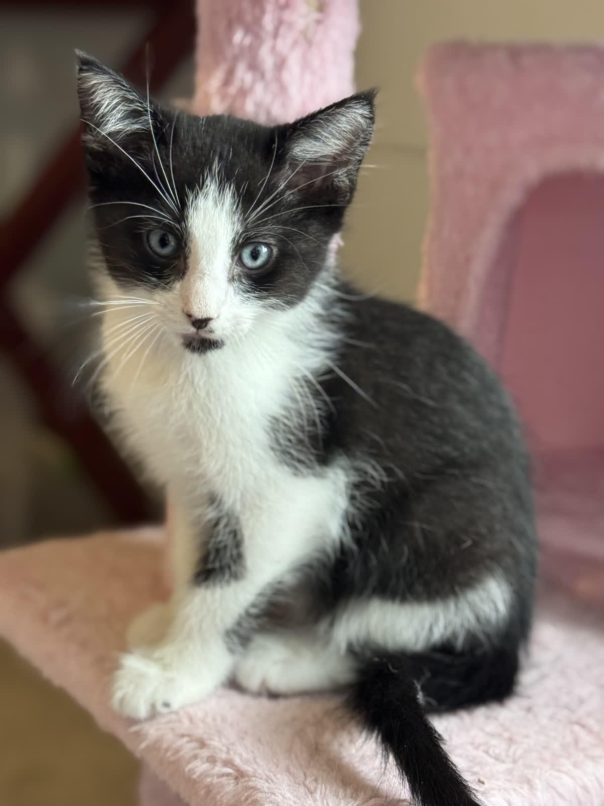 Enlarge Tennessee, a Adoptable Domestic Short Hair in Murfreesboro, TN image 3/3