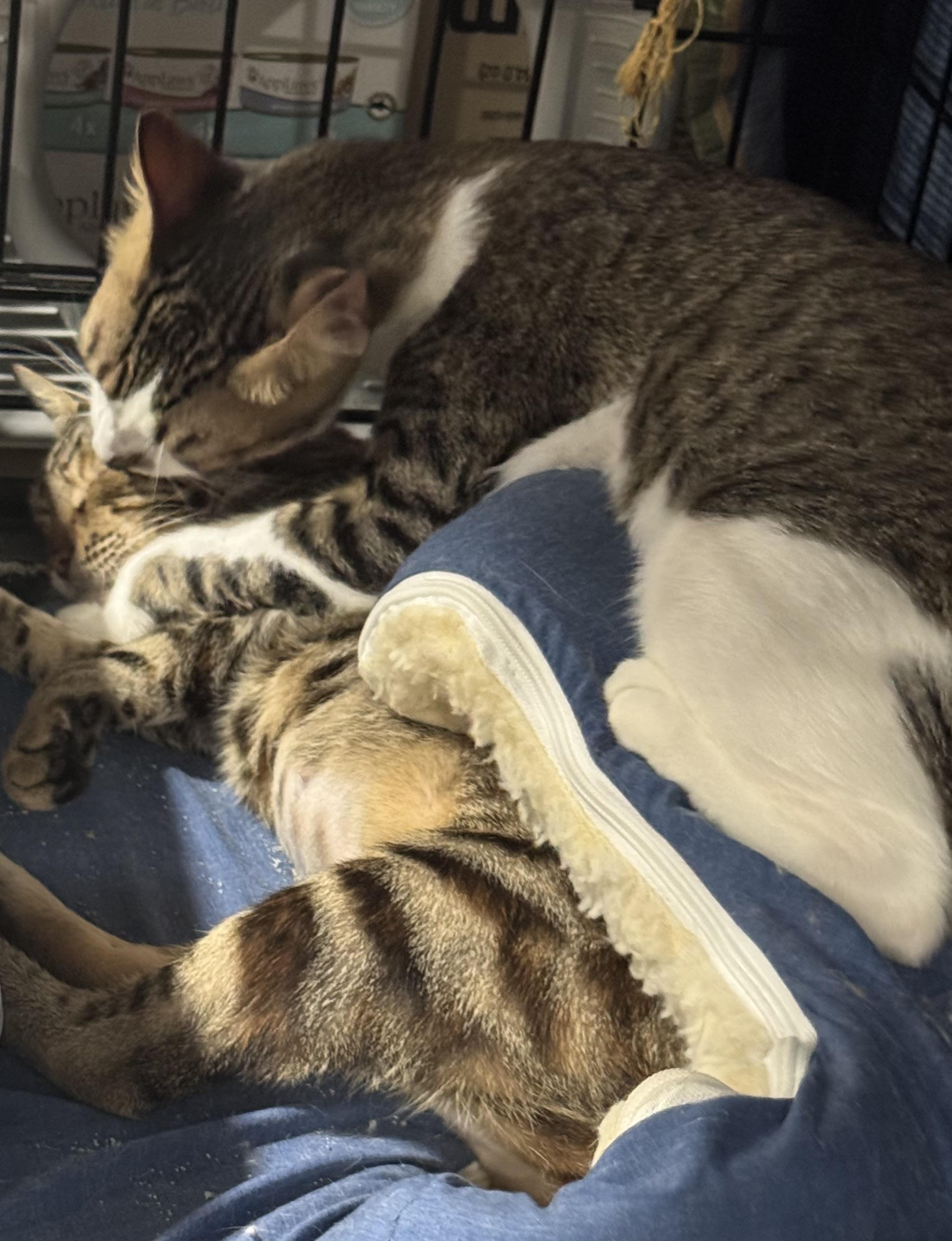 Jet & Nova Bonded pair