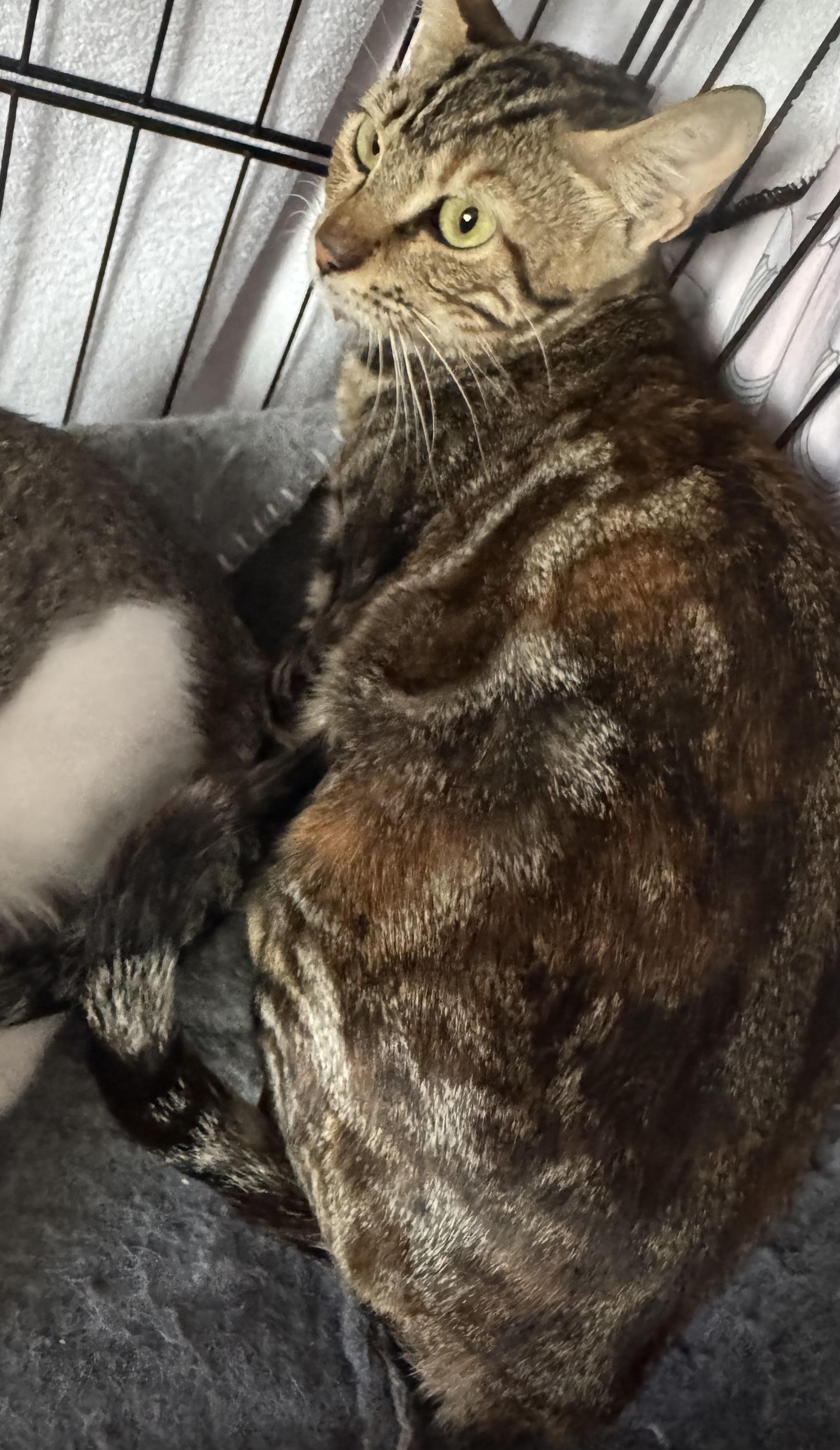 Jet & Nova Bonded pair