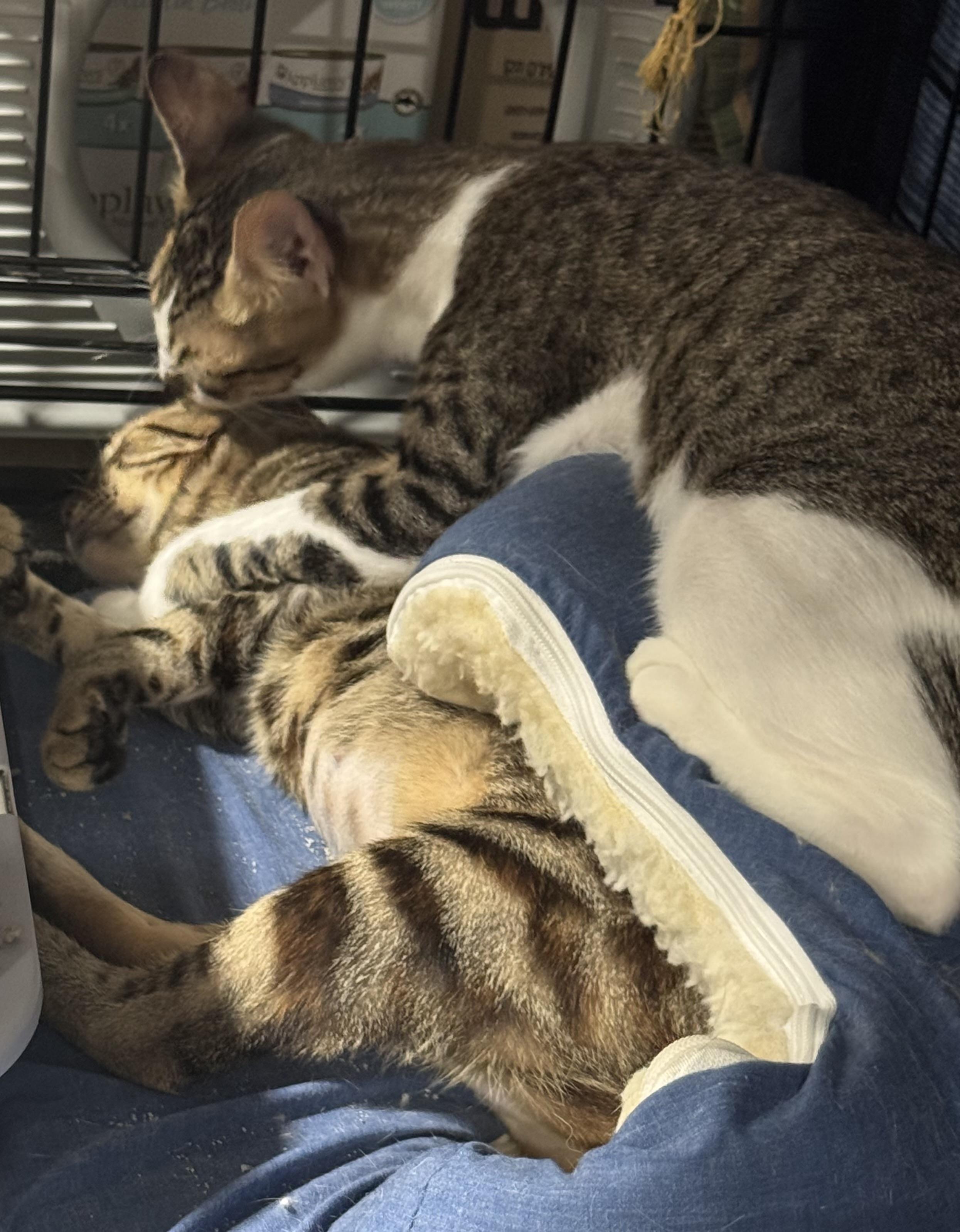 Jet & Nova Bonded pair