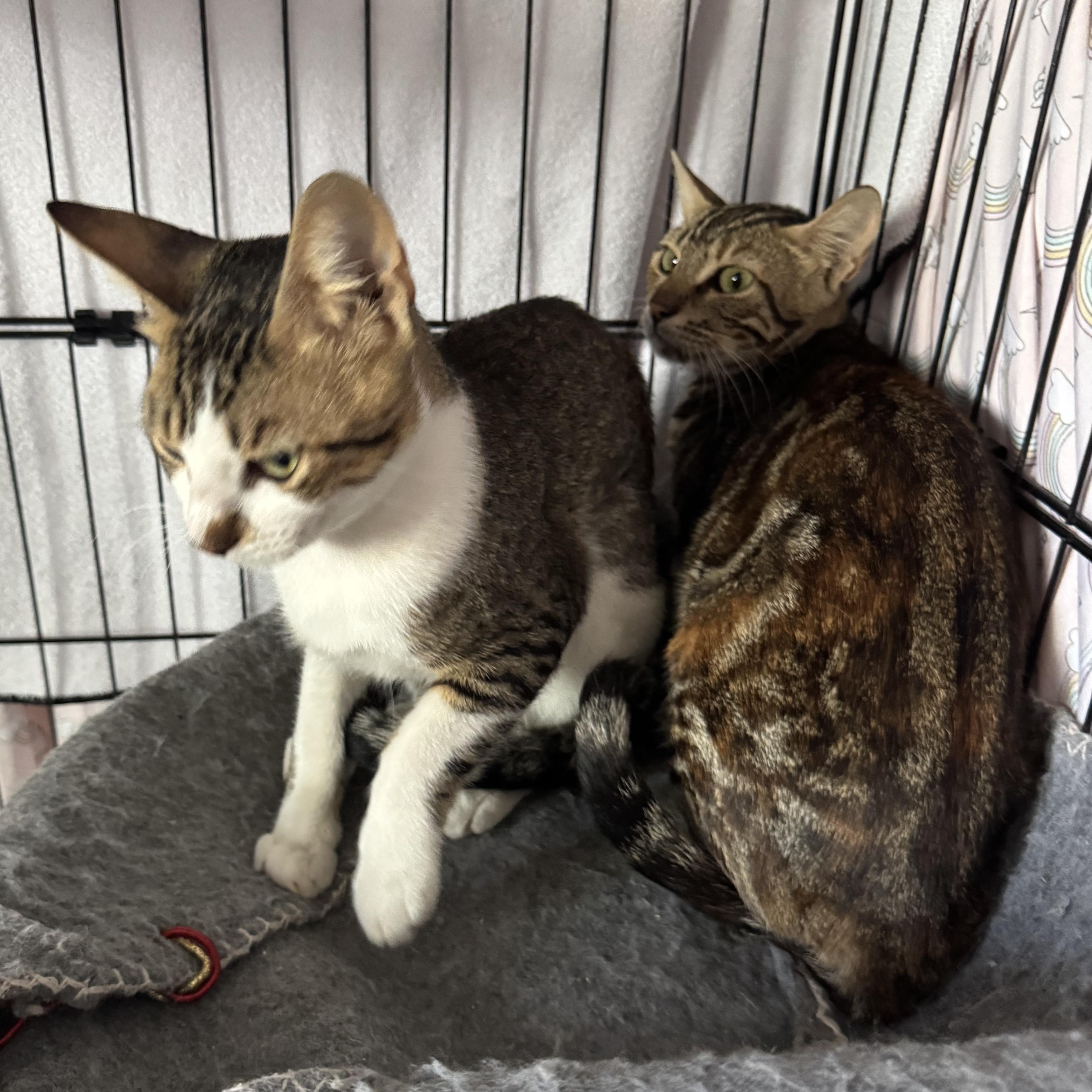 Jet & Nova Bonded pair