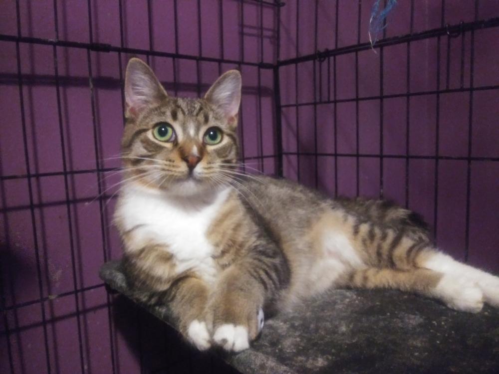 Oscar - Part Savannah?, Adopted, Young Male Tabby.