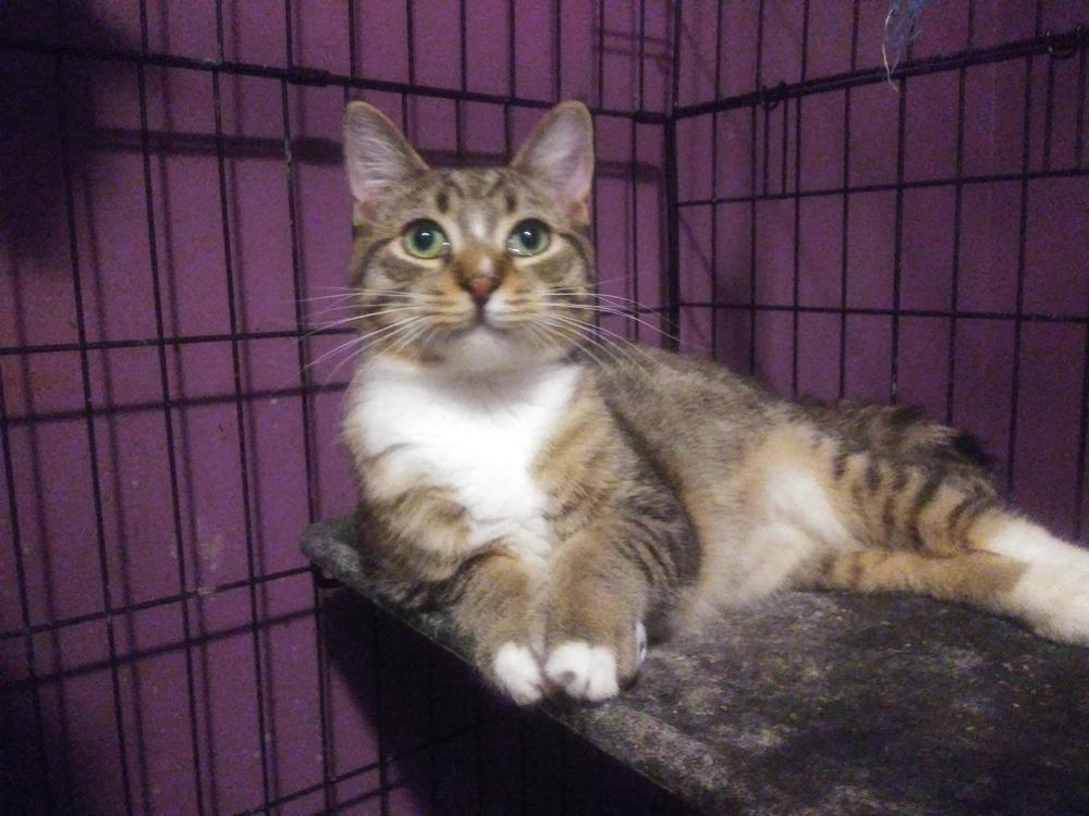 Enlarge Oscar - Part Savannah?, a Adopted mixed breed in Forest Knolls, CA image 2/4