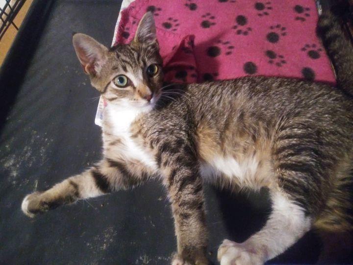 Enlarge Oscar - Part Savannah?, a Adopted mixed breed in Forest Knolls, CA image 3/4