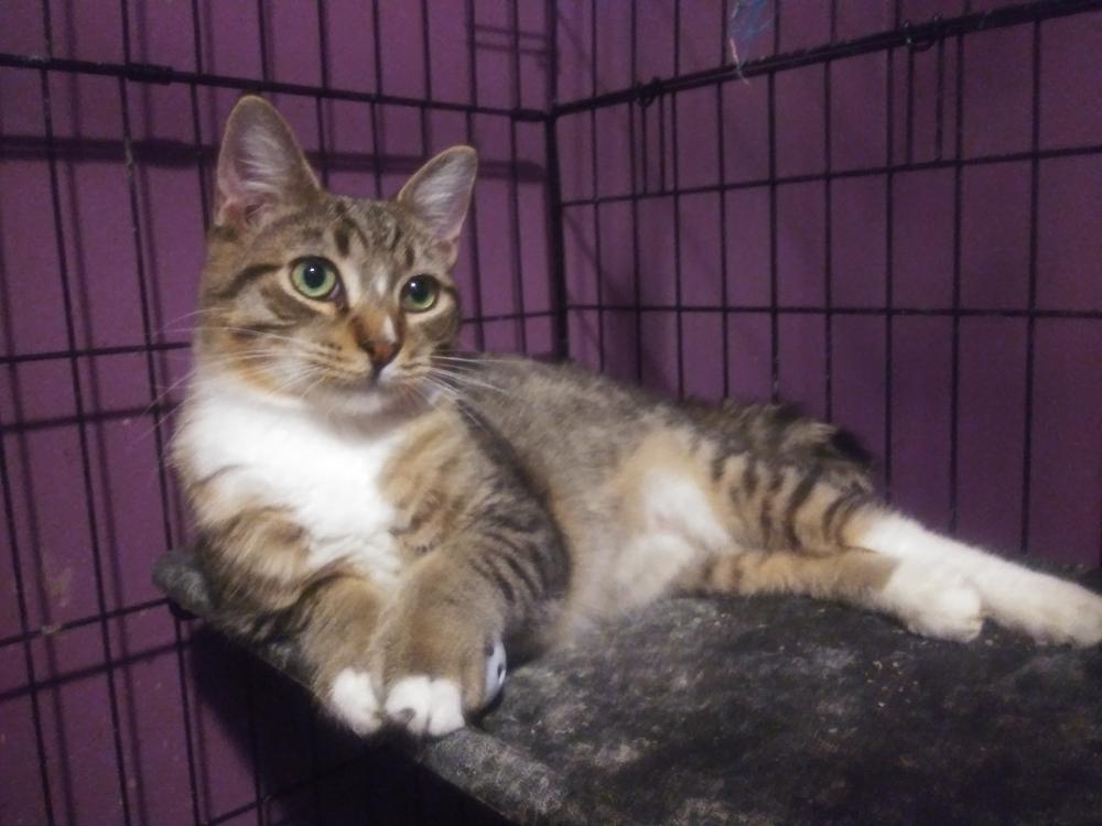 Enlarge Oscar - Part Savannah?, a Adopted mixed breed in Forest Knolls, CA image 4/4