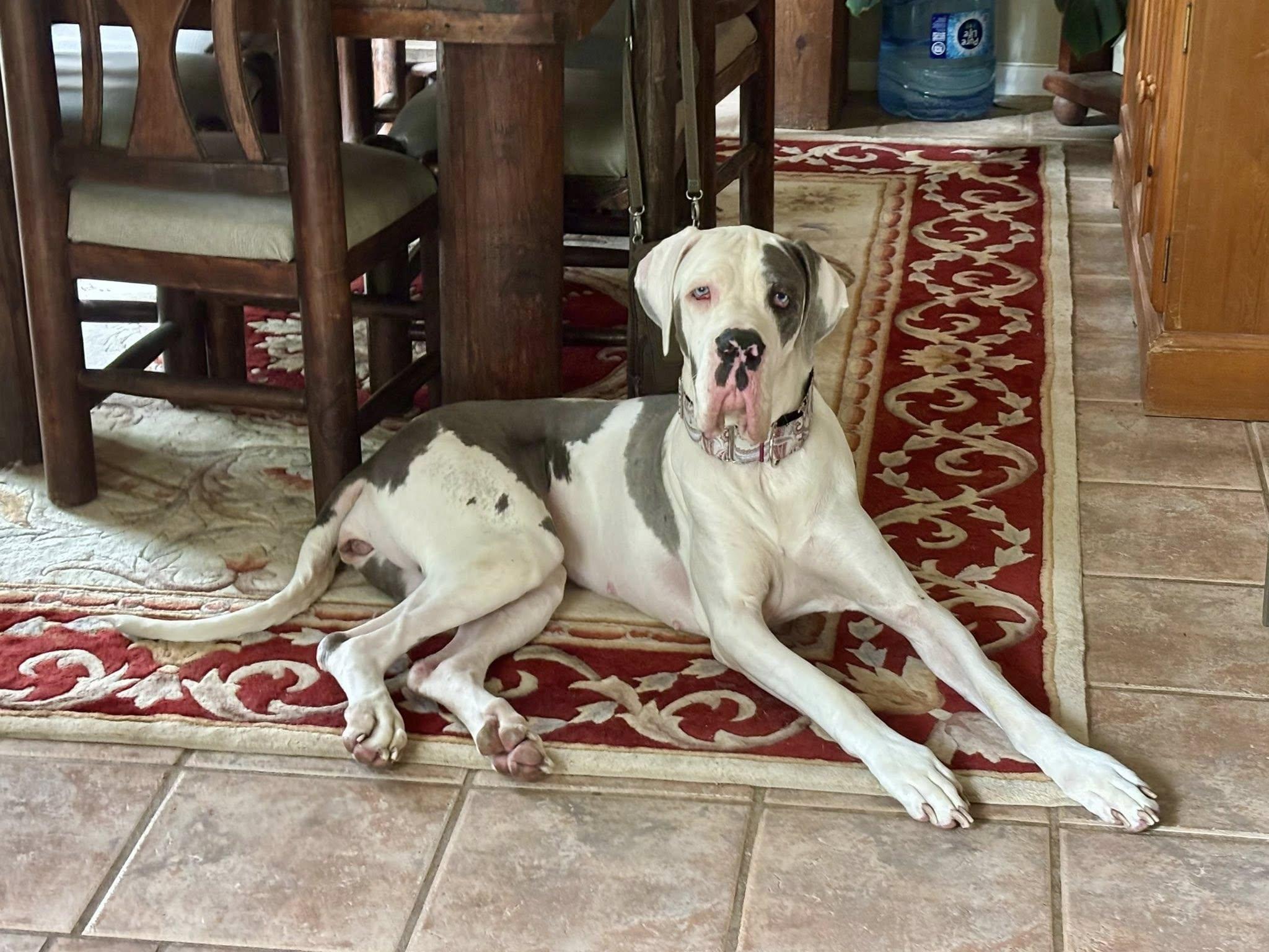Perdita, a ADOPTABLE Great Dane in Austin, TX image 3/3
