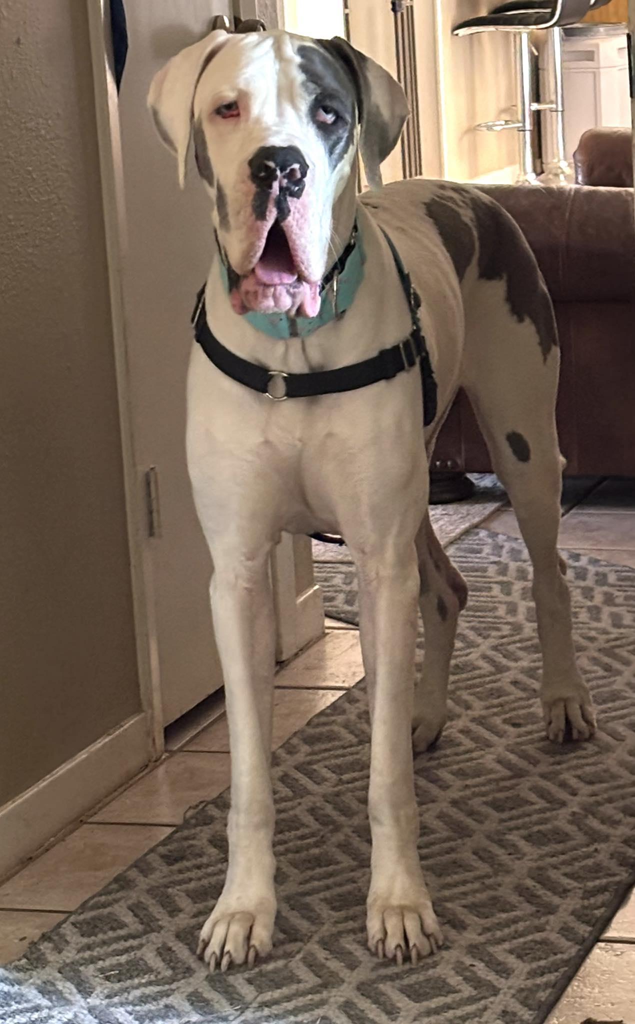 Perdita, a ADOPTABLE Great Dane in Austin, TX image 2/3