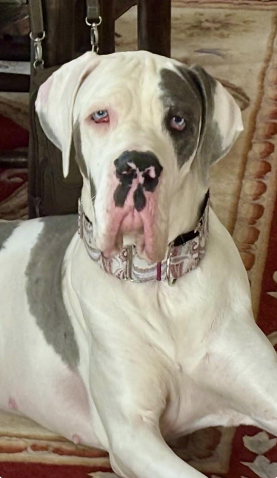 Perdita, a ADOPTABLE Great Dane in Austin, TX image 1/3