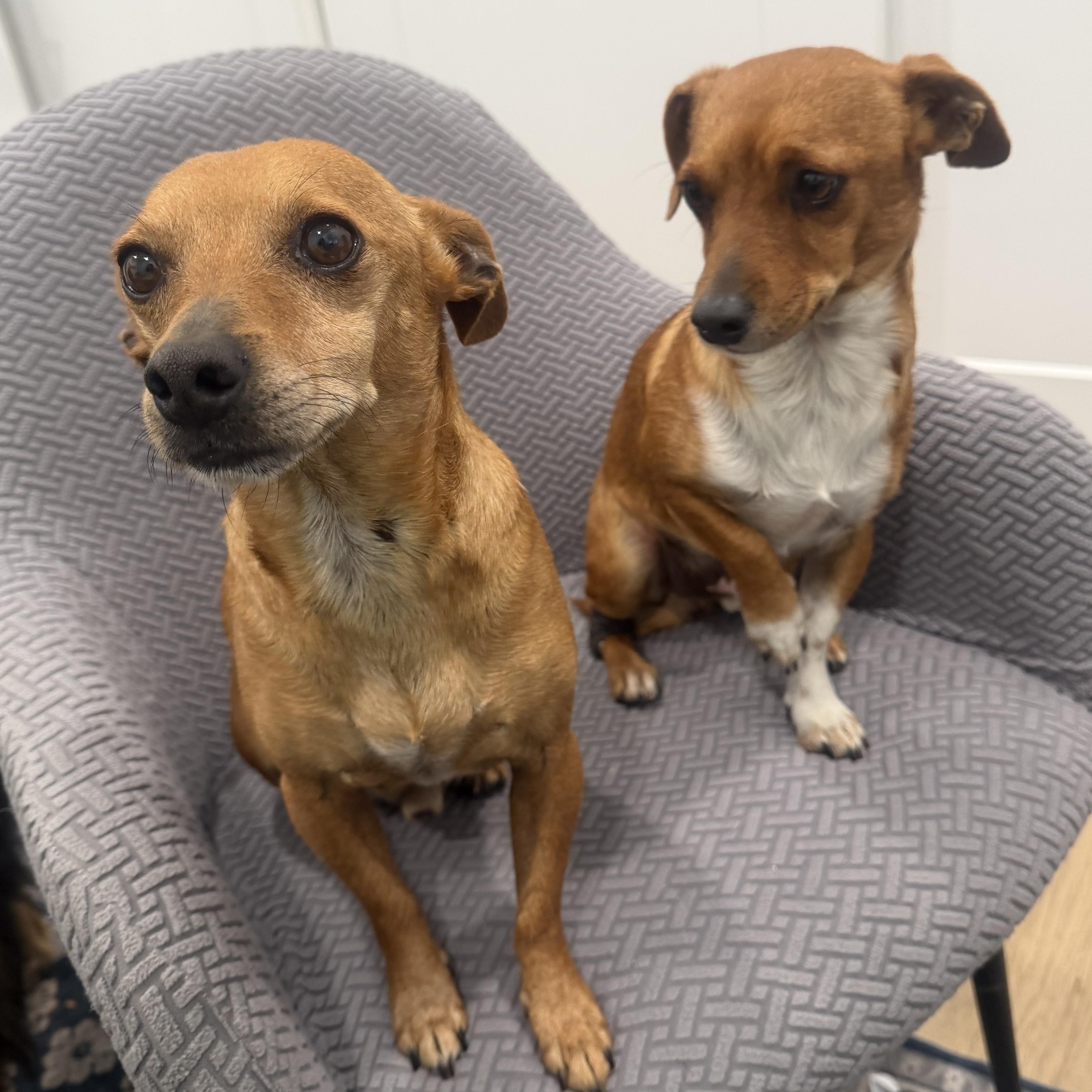 Mr. Wonderful Harry, Adoptable, Adult Male Chihuahua & Dachshund.