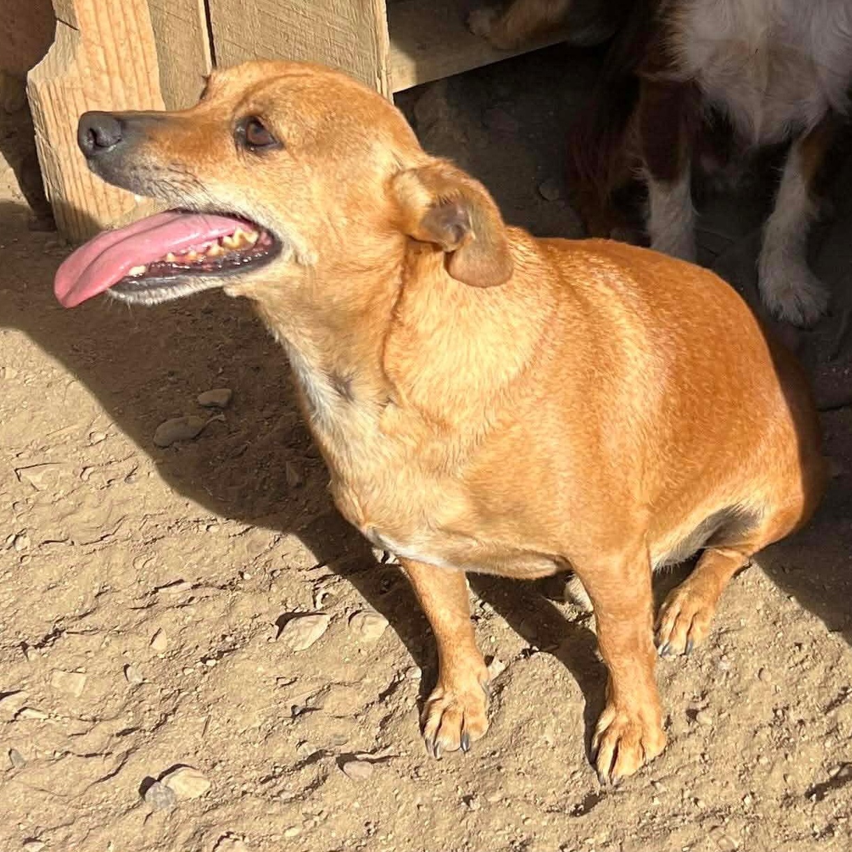 Mr. Wonderful Harry, a Adoptable mixed breed image 2/6