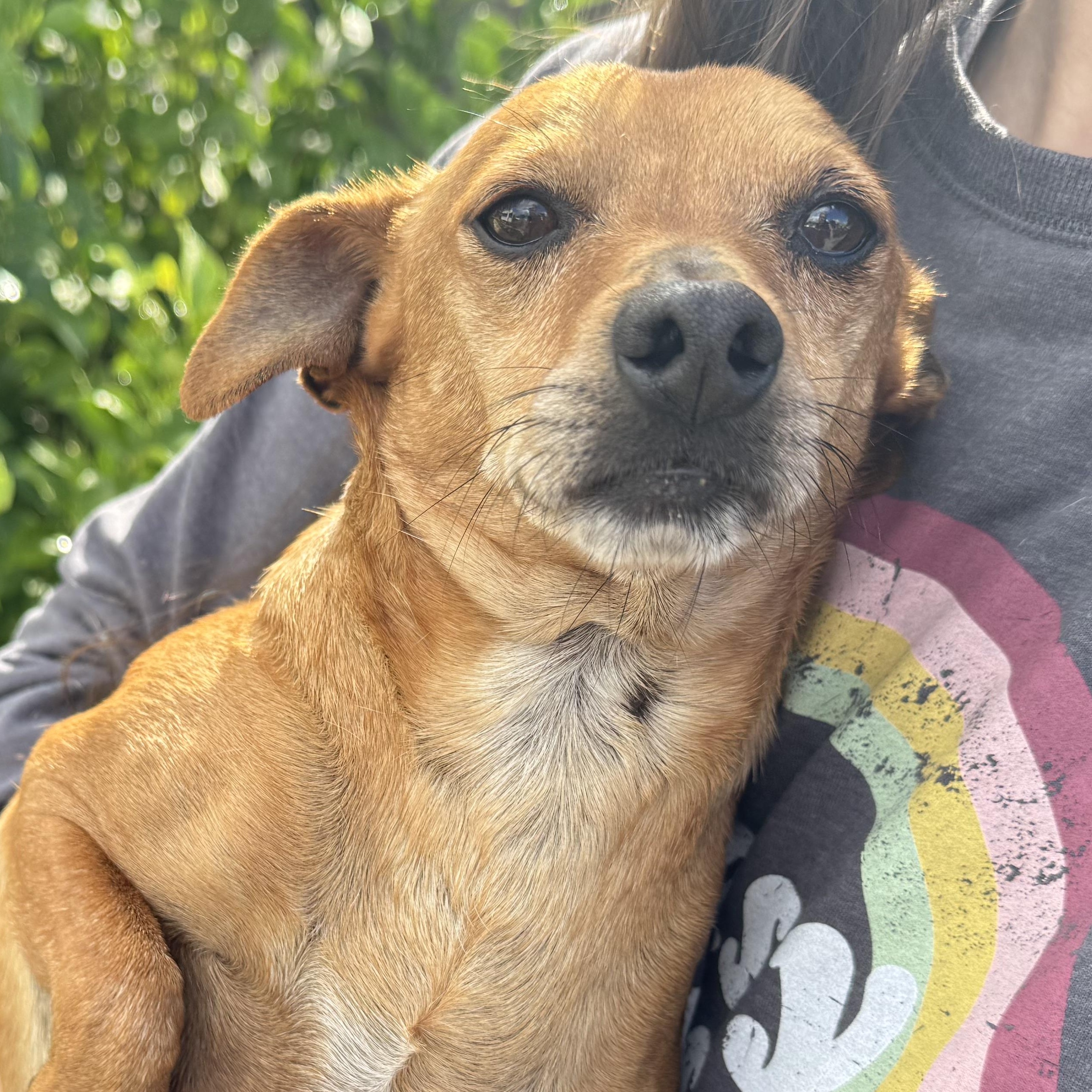 Mr. Wonderful Harry, a Adoptable mixed breed image 3/6