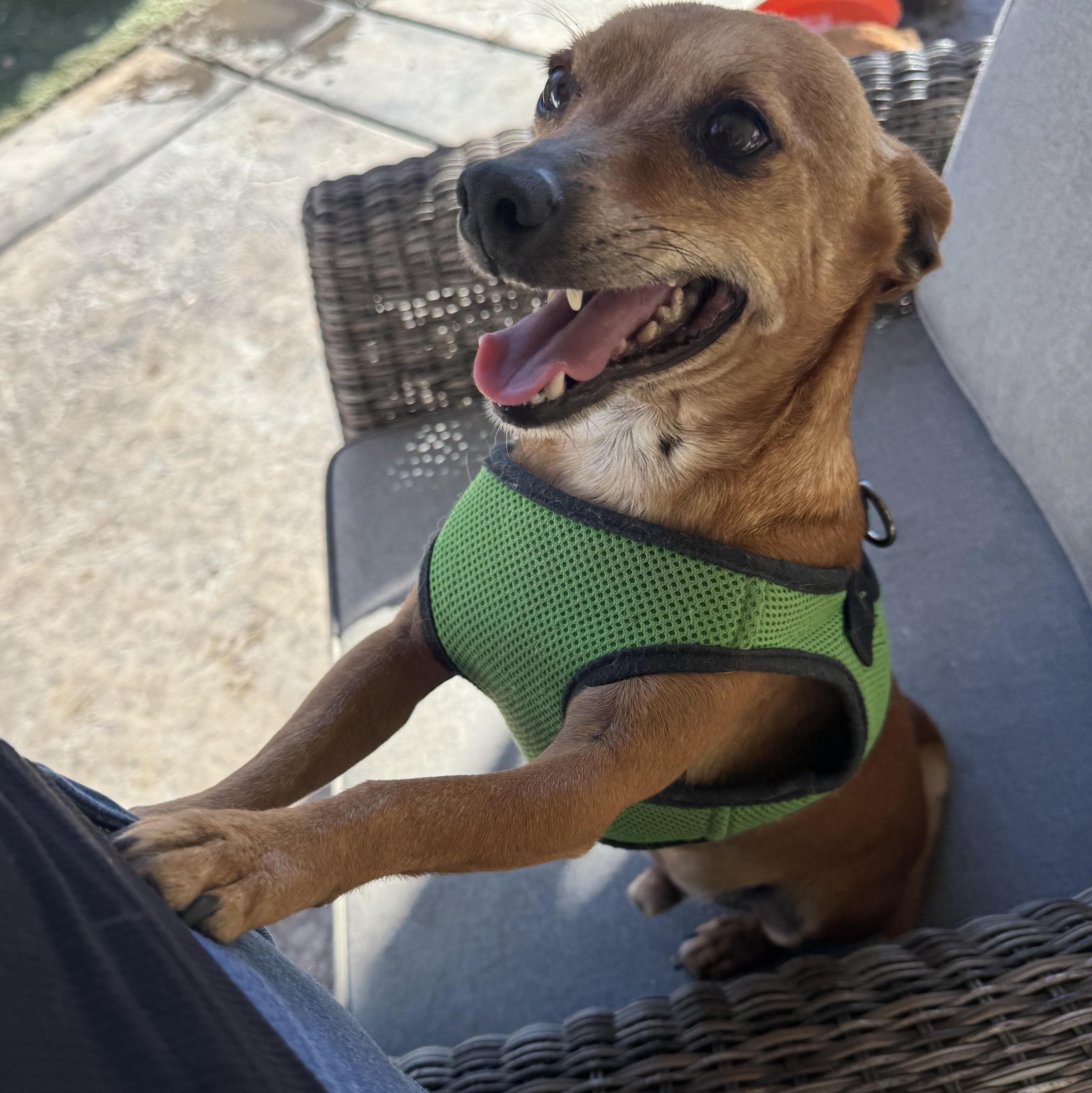 Mr. Wonderful Harry, a Adoptable mixed breed image 4/6