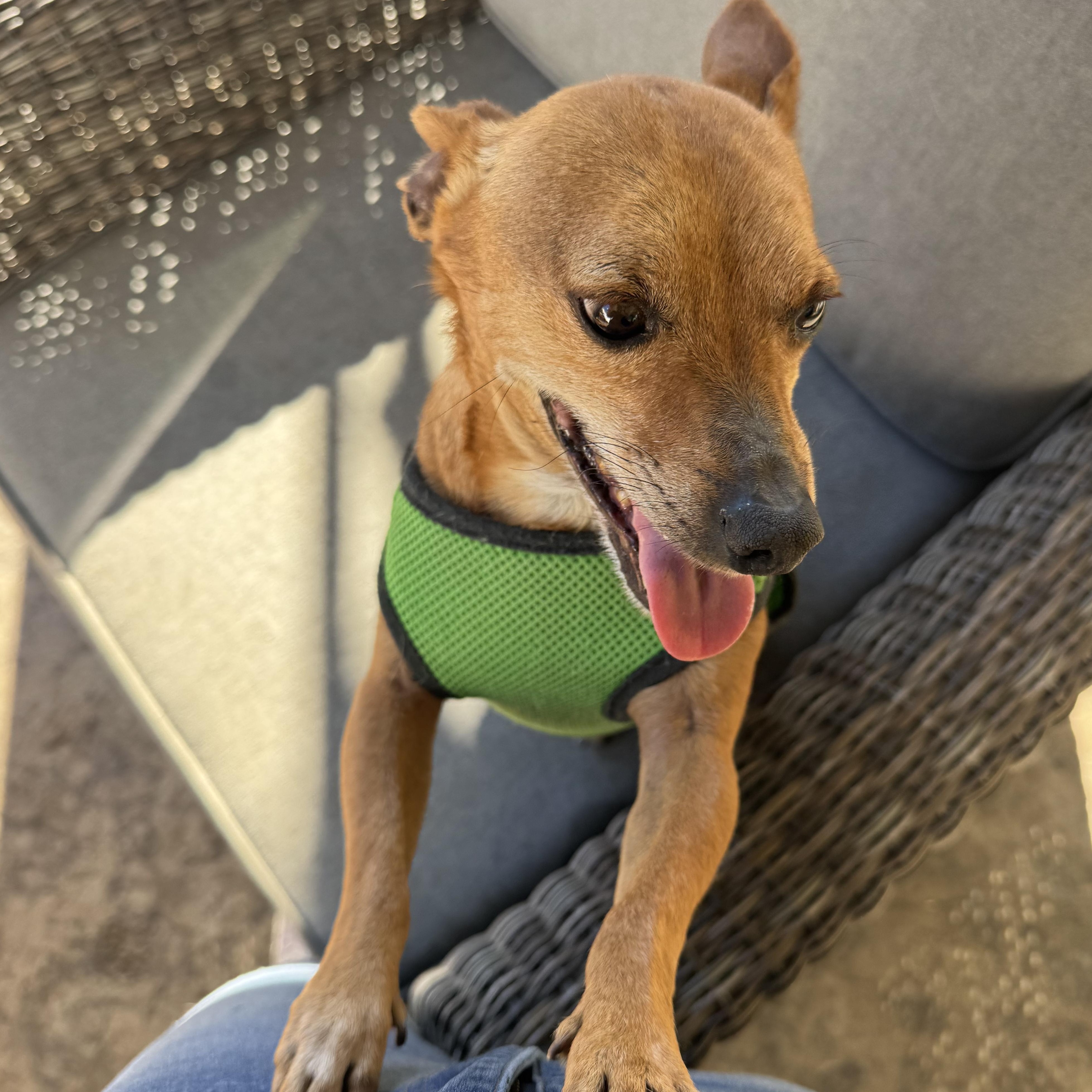 Mr. Wonderful Harry, a Adoptable mixed breed image 5/6