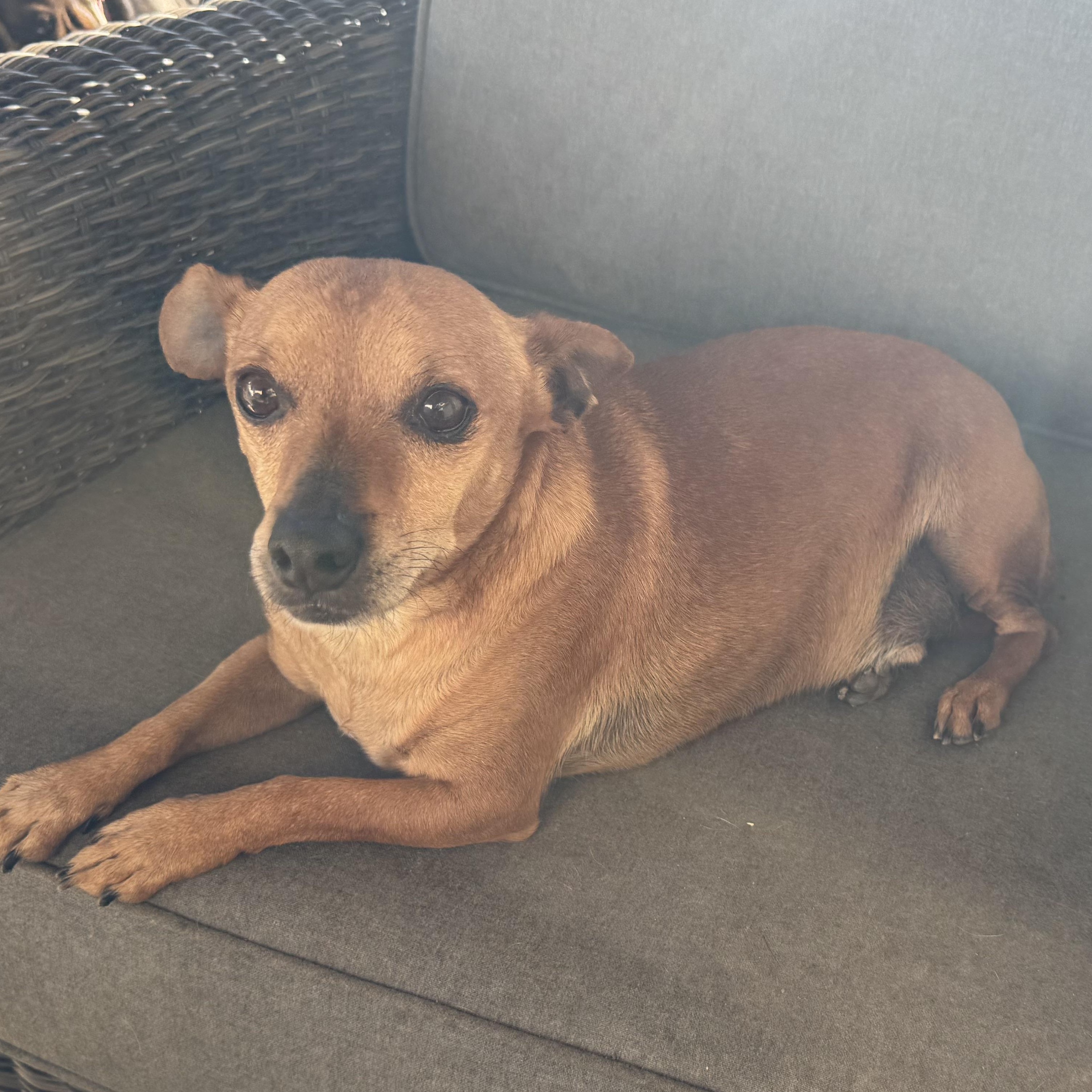 Mr. Wonderful Harry, a Adoptable mixed breed image 6/6