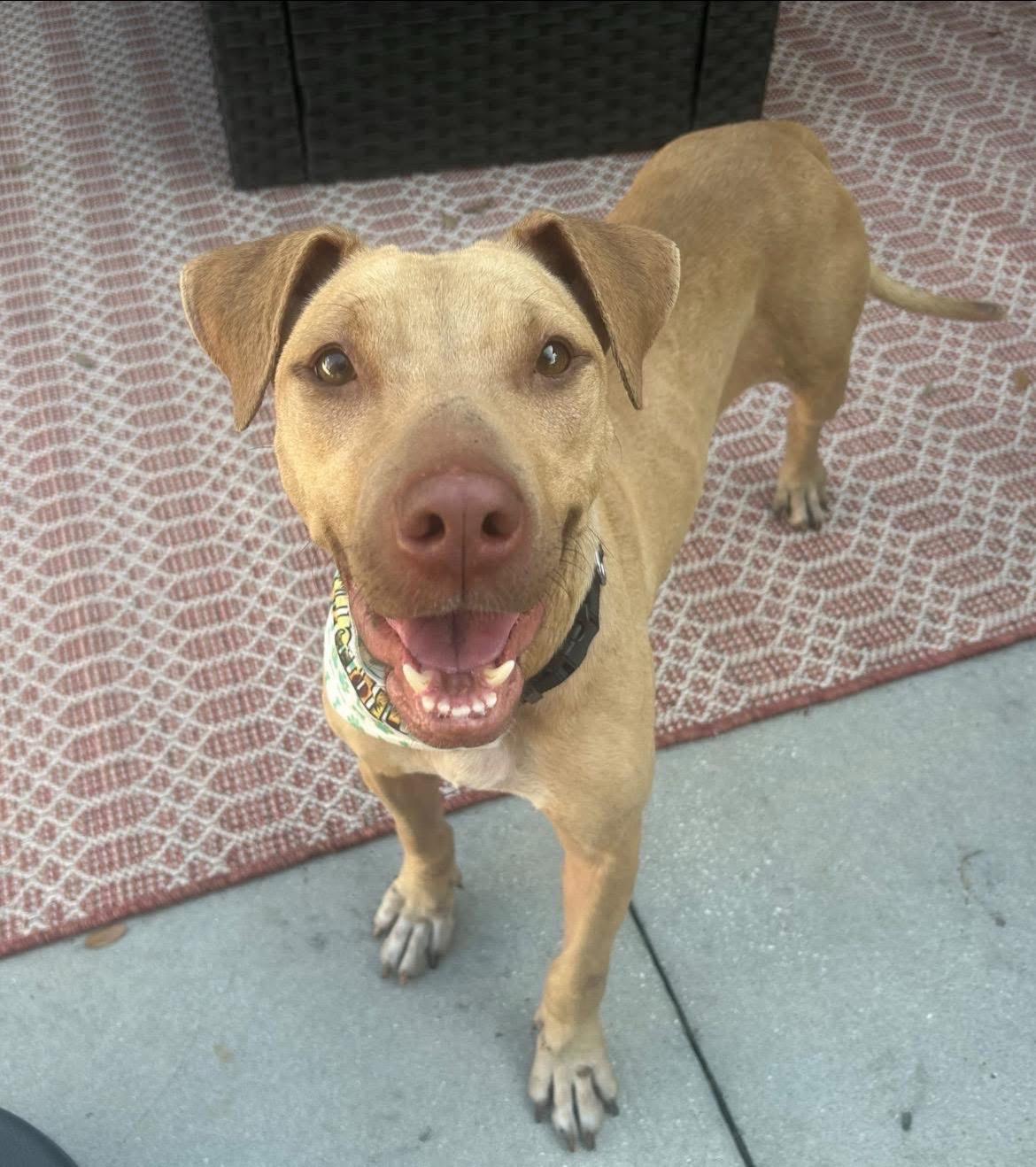 Sunshine, Adopted, Young Female Mixed Breed.