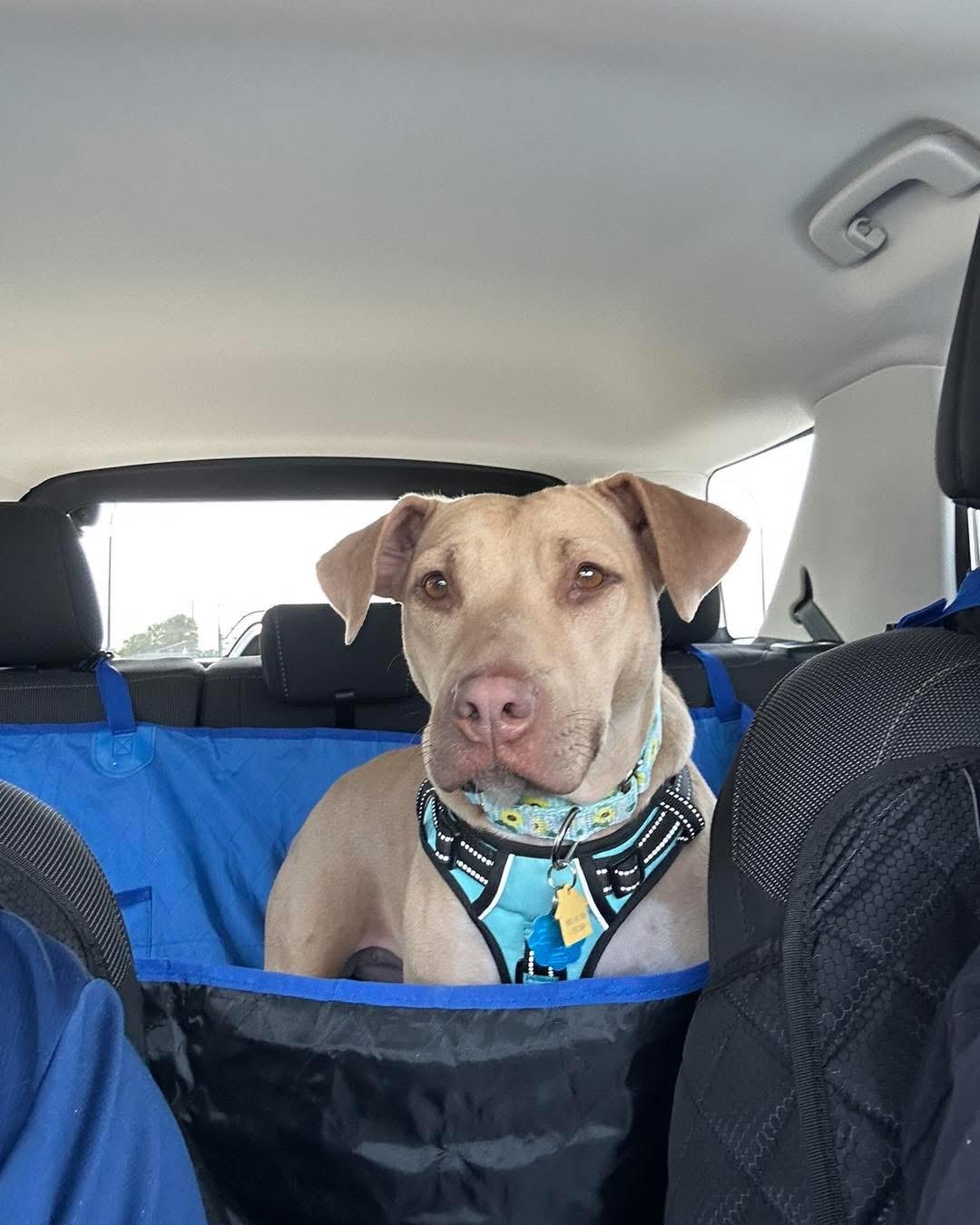 Sunshine, a Adopted Mixed Breed in Sanford, FL image 4/5