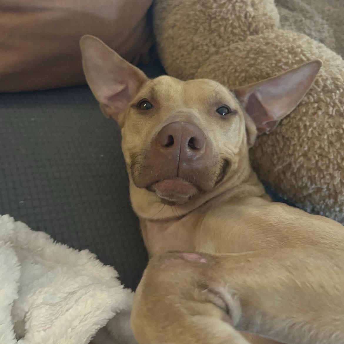 Sunshine, a Adopted Mixed Breed in Sanford, FL image 2/5