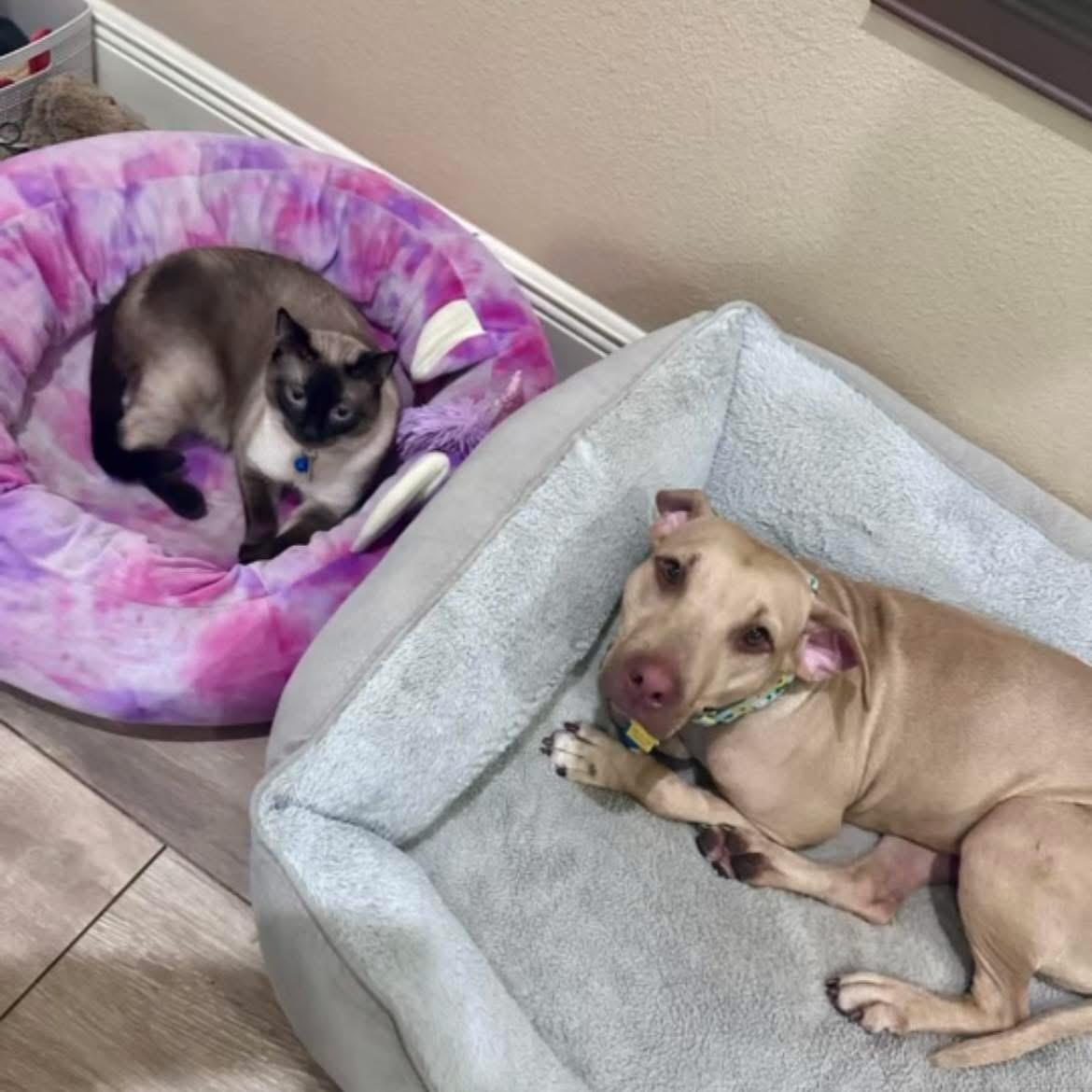 Sunshine, a Adopted Mixed Breed in Sanford, FL image 5/5