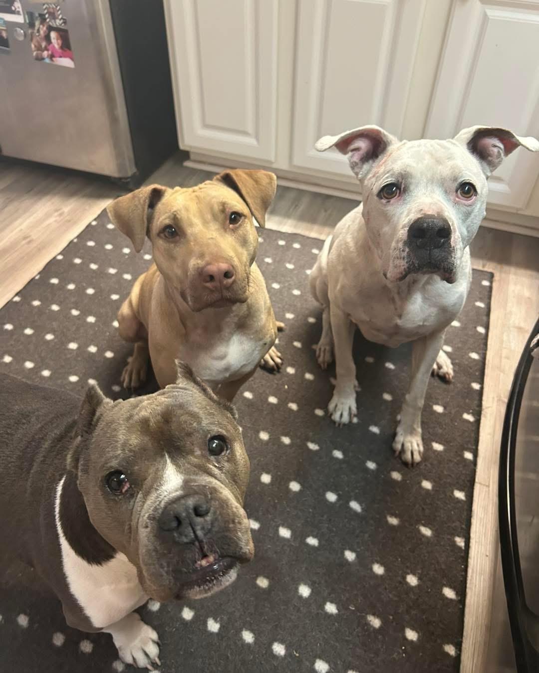 Sunshine, a Adopted Mixed Breed in Sanford, FL image 3/5