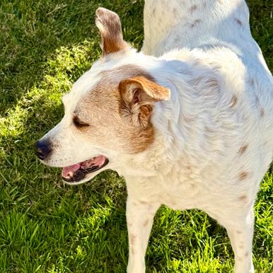 Enlarge Shafty, a Adoptable Australian Cattle Dog / Blue Heeler in Pahrump, NV image 1/3