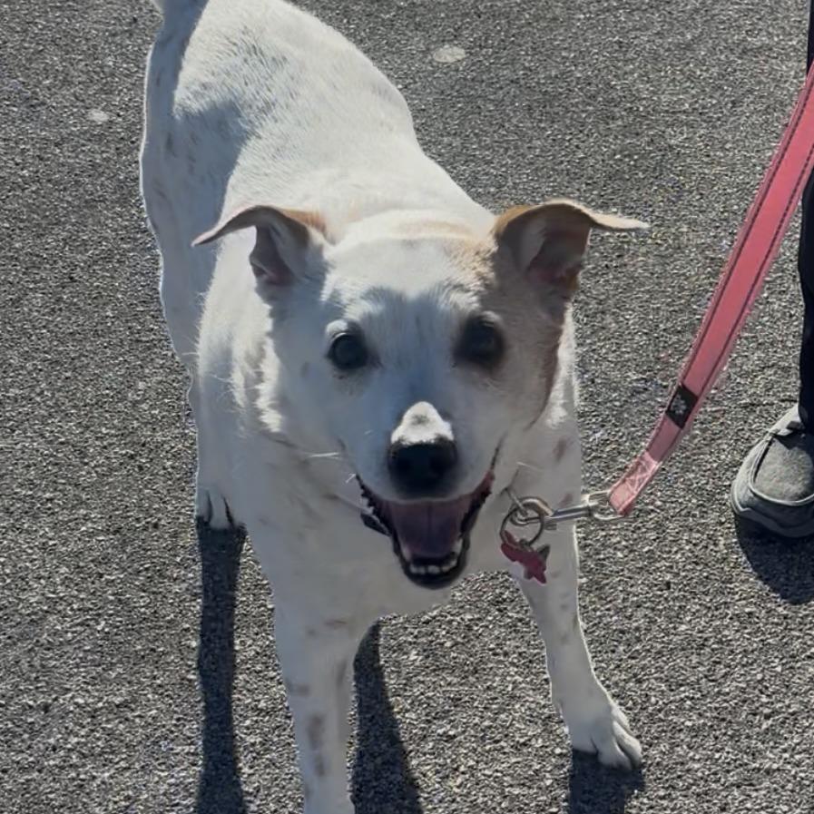 Enlarge Shafty, a Adoptable Australian Cattle Dog / Blue Heeler in Pahrump, NV image 2/3