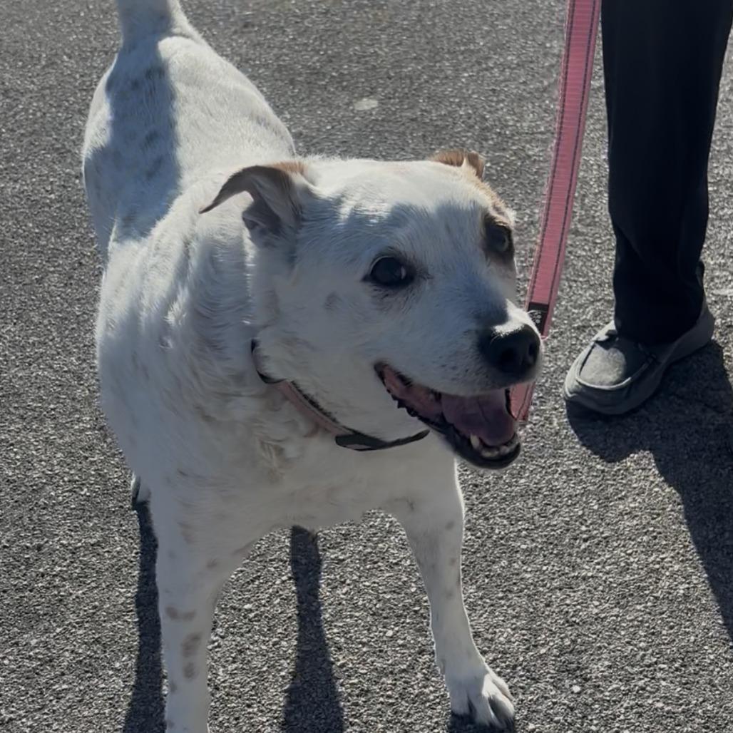 Enlarge Shafty, a Adoptable Australian Cattle Dog / Blue Heeler in Pahrump, NV image 3/3