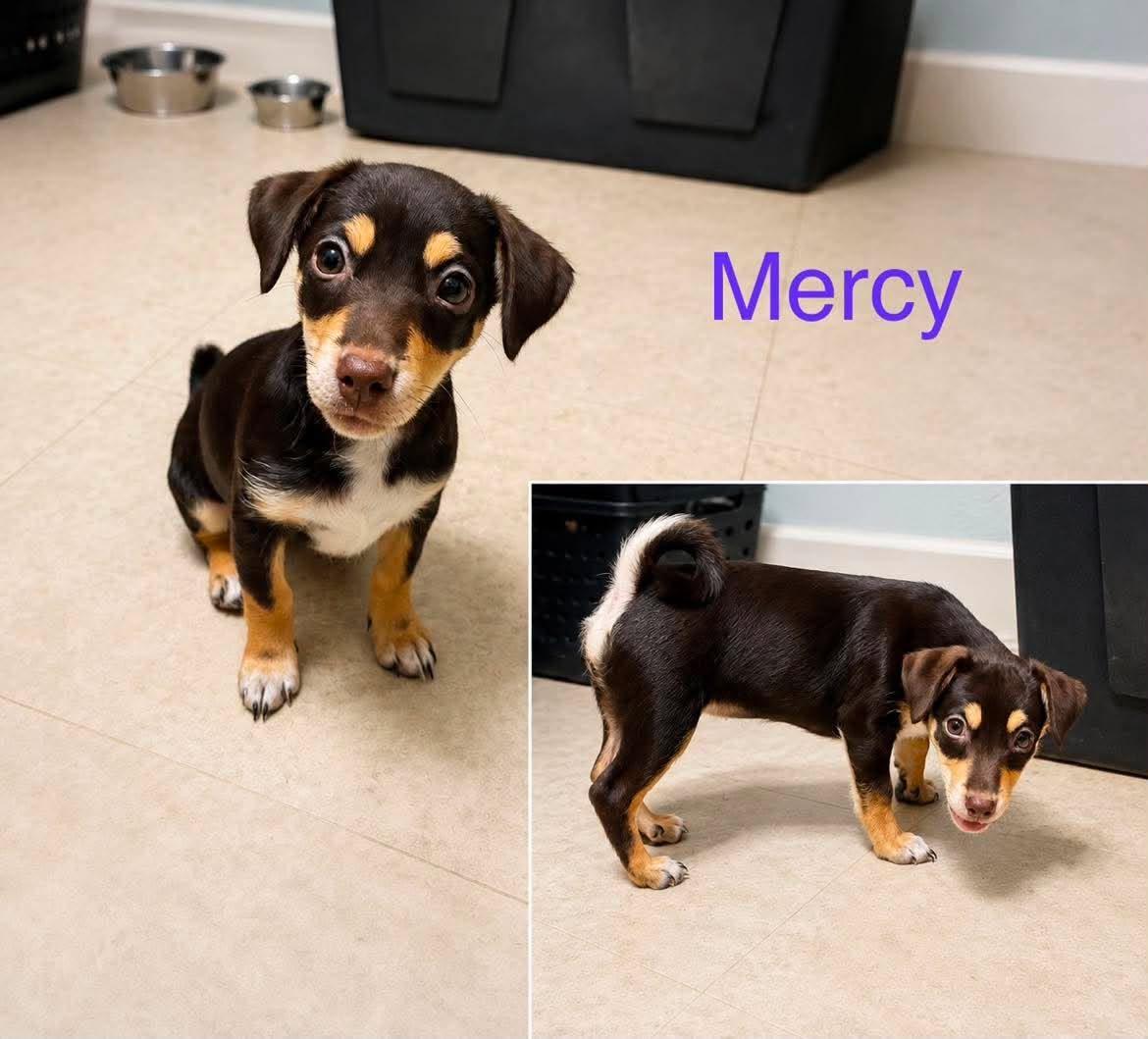 Mercy, ADOPTABLE, Puppy Female Chihuahua.