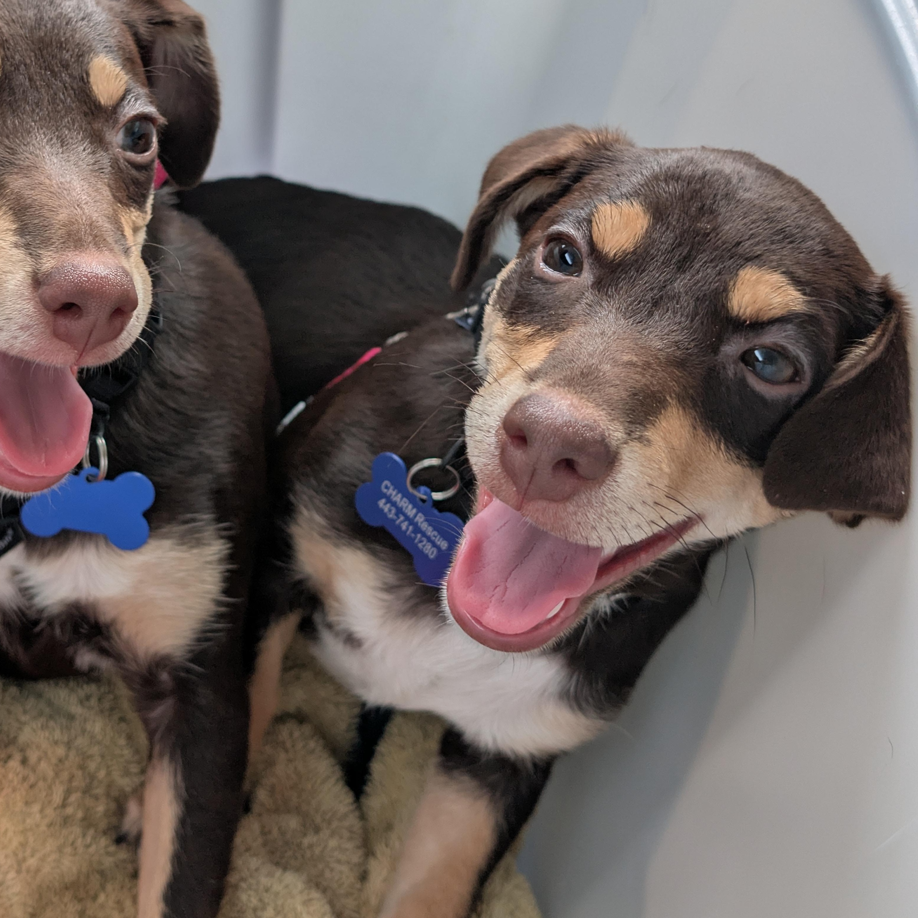 Mercy, a ADOPTABLE mixed breed in Columbia, MD image 4/4