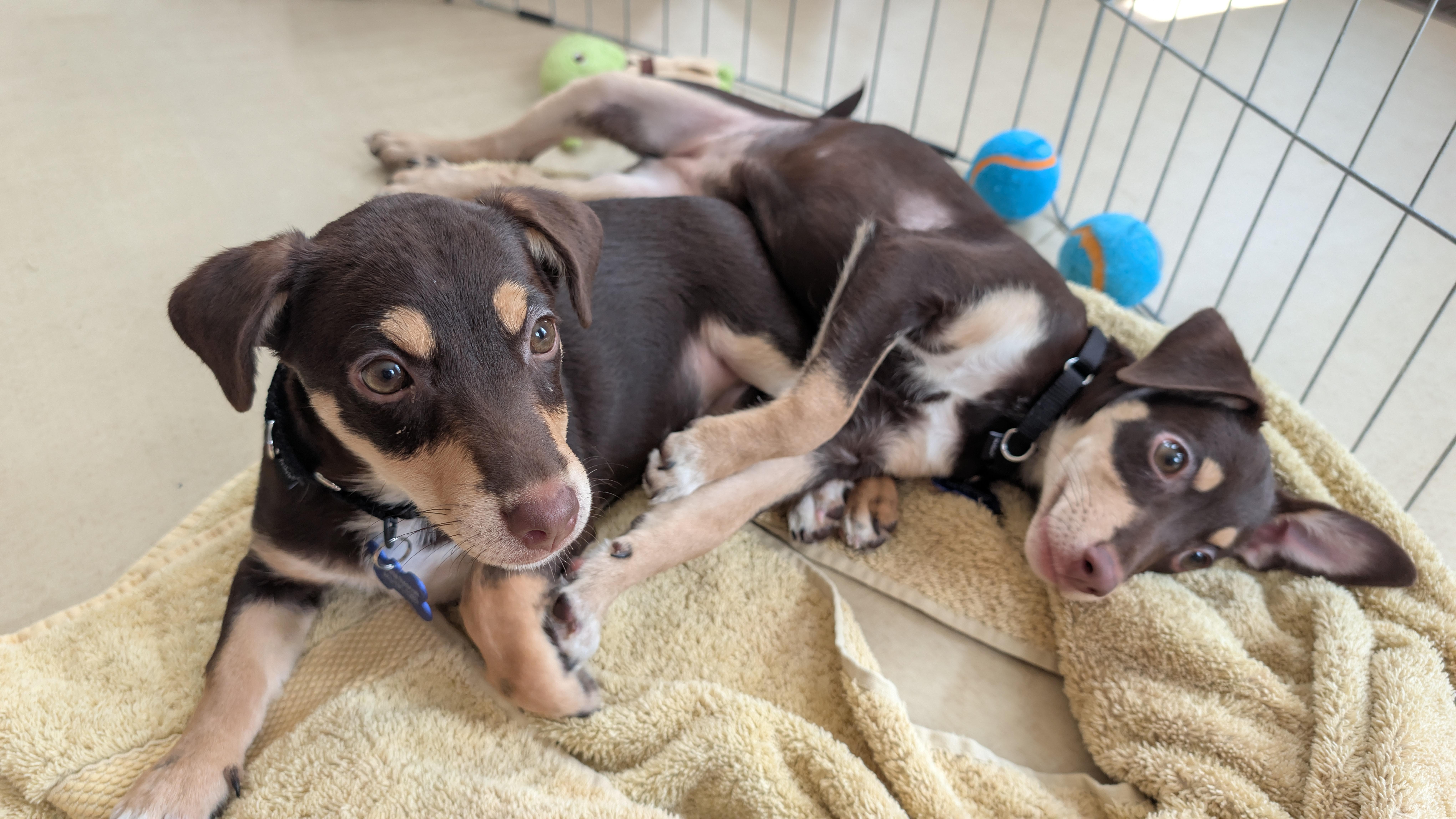 Mercy, a ADOPTABLE mixed breed in Columbia, MD image 3/4