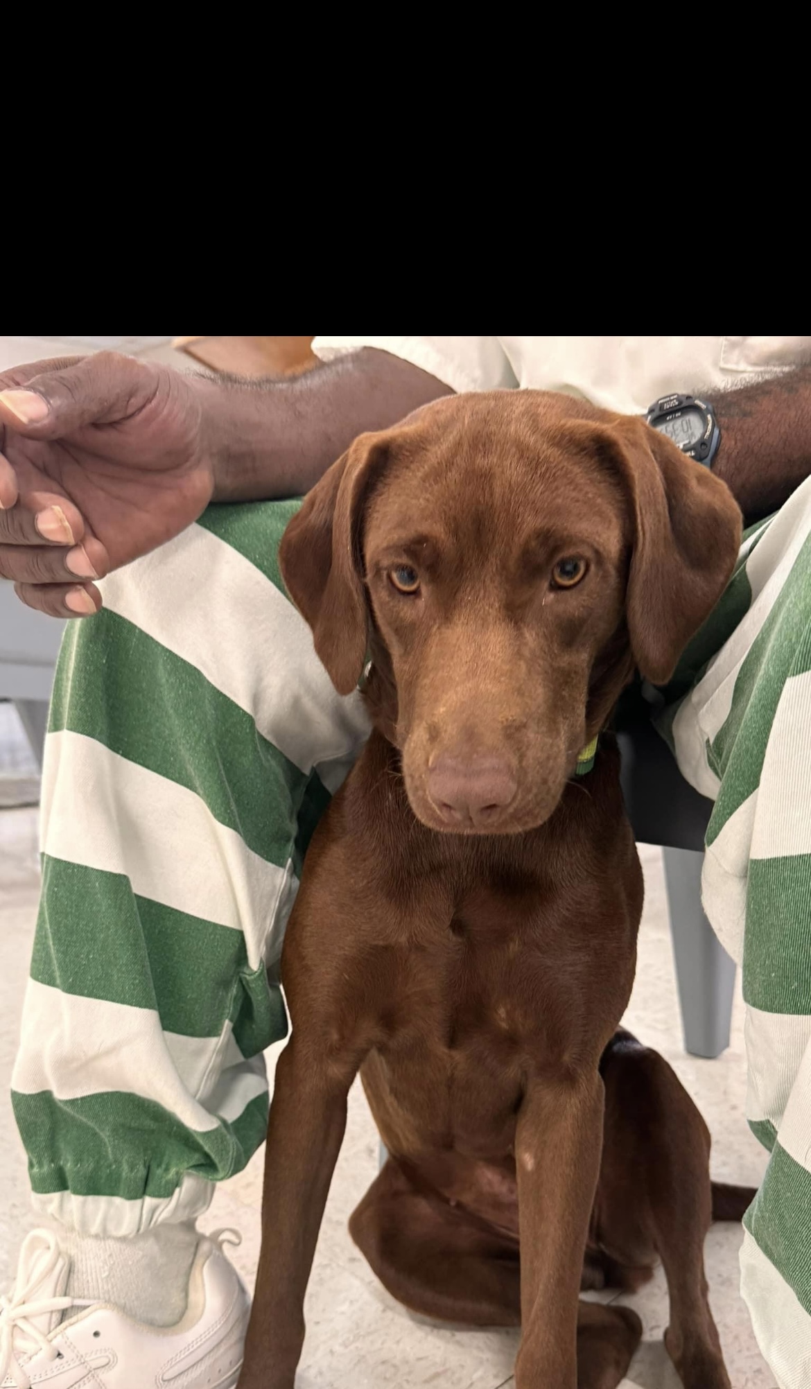 Ruby Tuesday, a Adopted Chocolate Labrador Retriever in seaside heights, NJ image 1/3