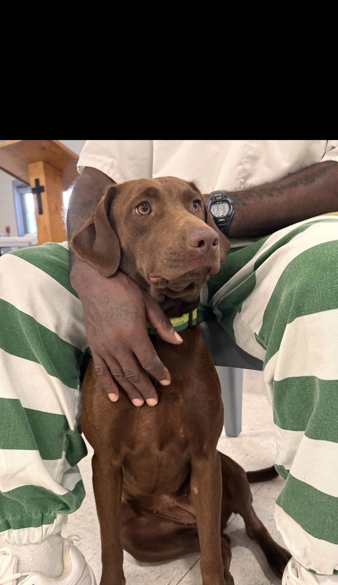 Ruby Tuesday, a Adopted Chocolate Labrador Retriever in seaside heights, NJ image 2/3