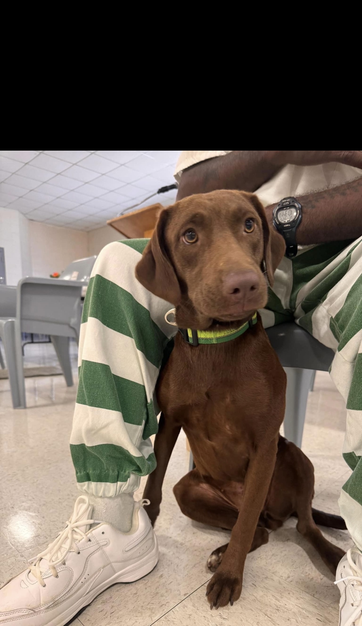 Ruby Tuesday, a Adopted Chocolate Labrador Retriever in seaside heights, NJ image 3/3