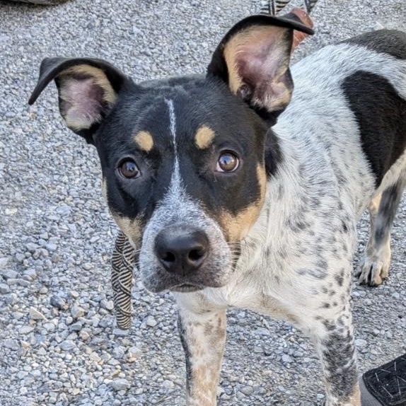 Enlarge Jack, an adoptable Australian Cattle Dog / Blue Heeler in Bella Vista, AR image 1/1