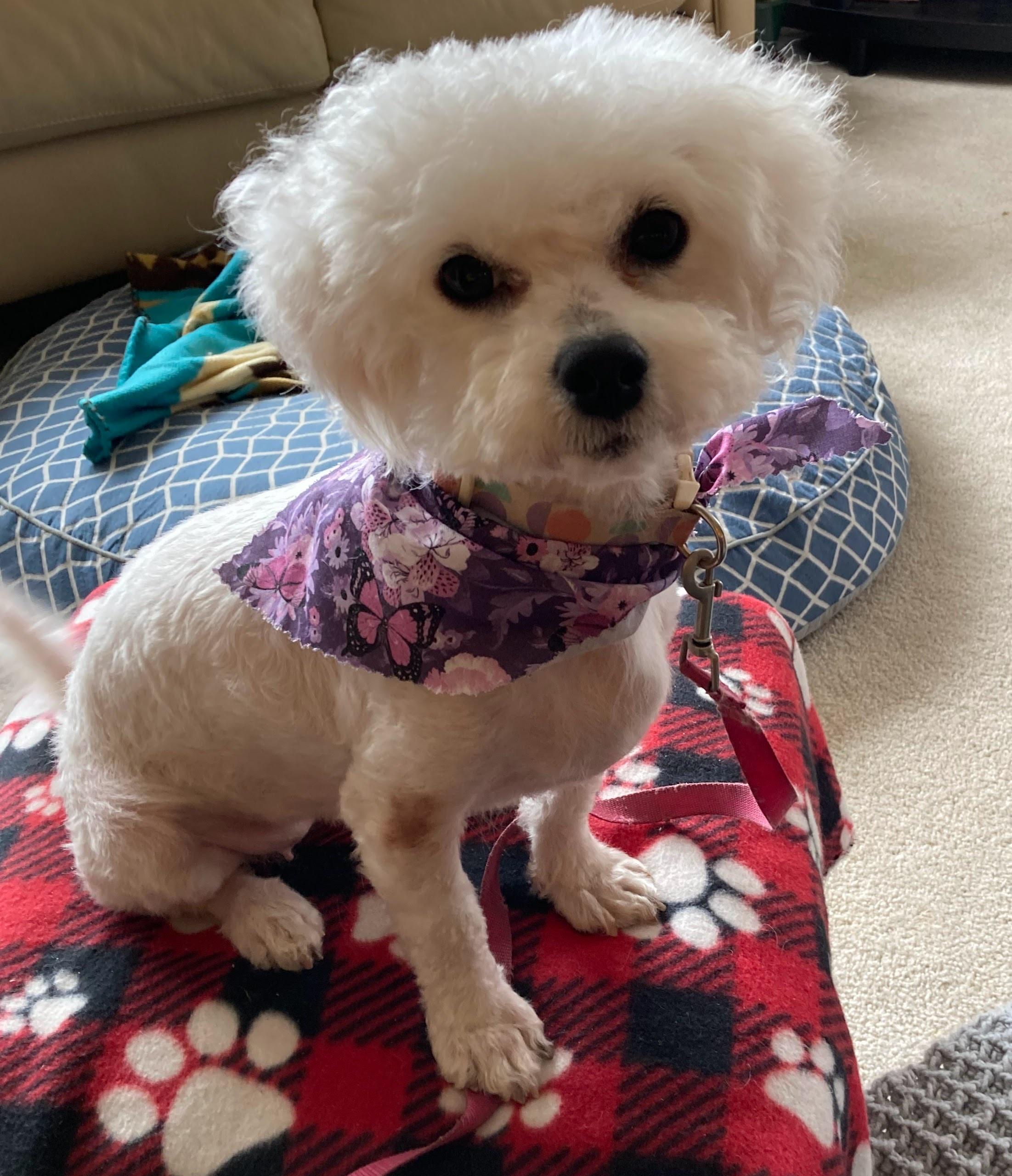 Afton, a Adoptable Bichon Frise in Farmington, MN image 1/6