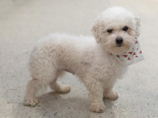 Afton, a Adoptable Bichon Frise in Farmington, MN image 3/6