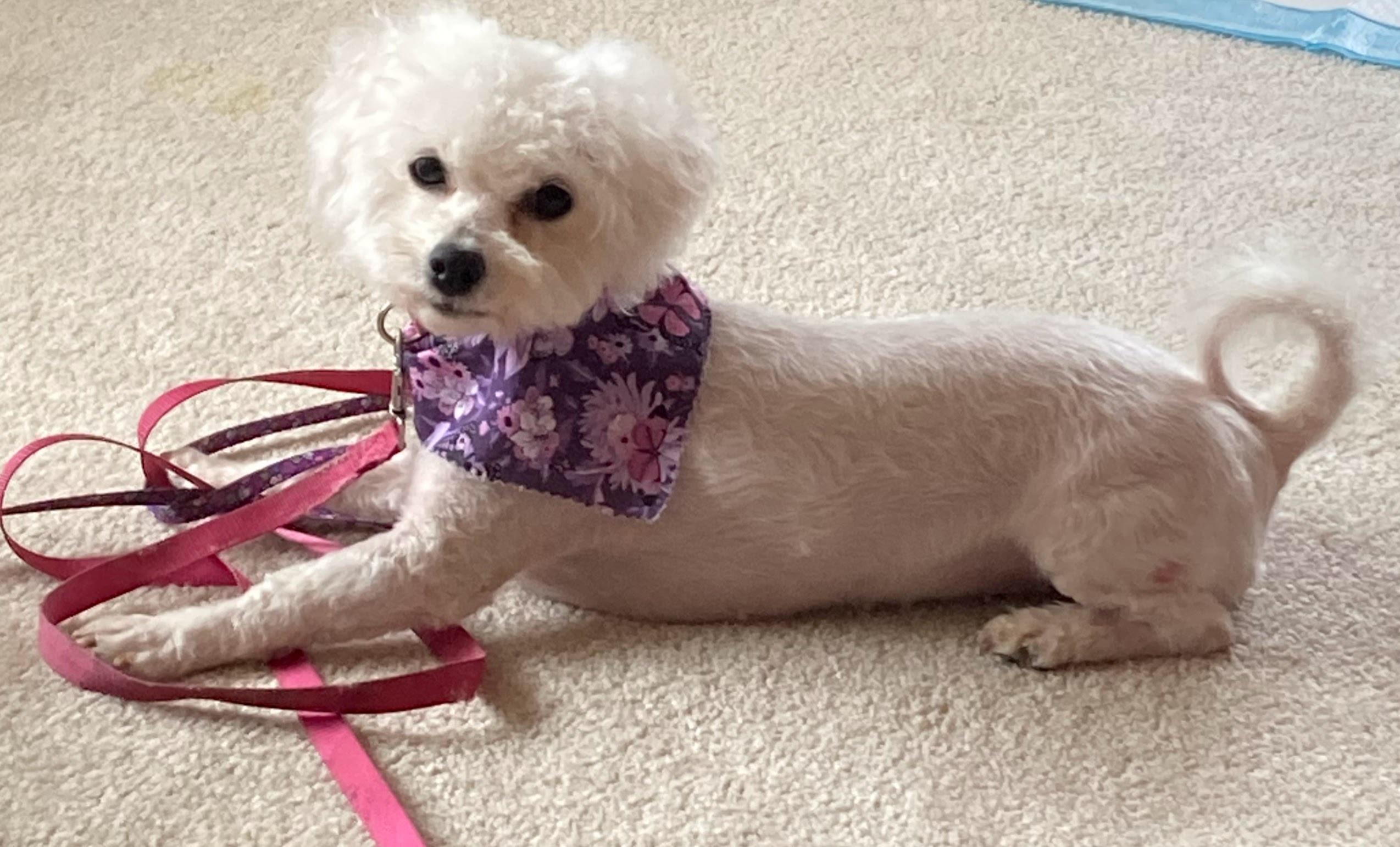 Afton, a Adoptable Bichon Frise in Farmington, MN image 5/6