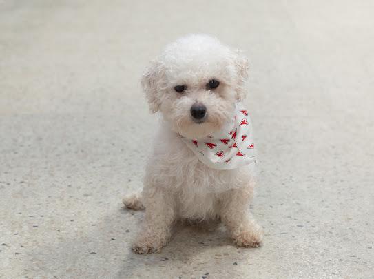 Afton, a Adoptable Bichon Frise in Farmington, MN image 6/6