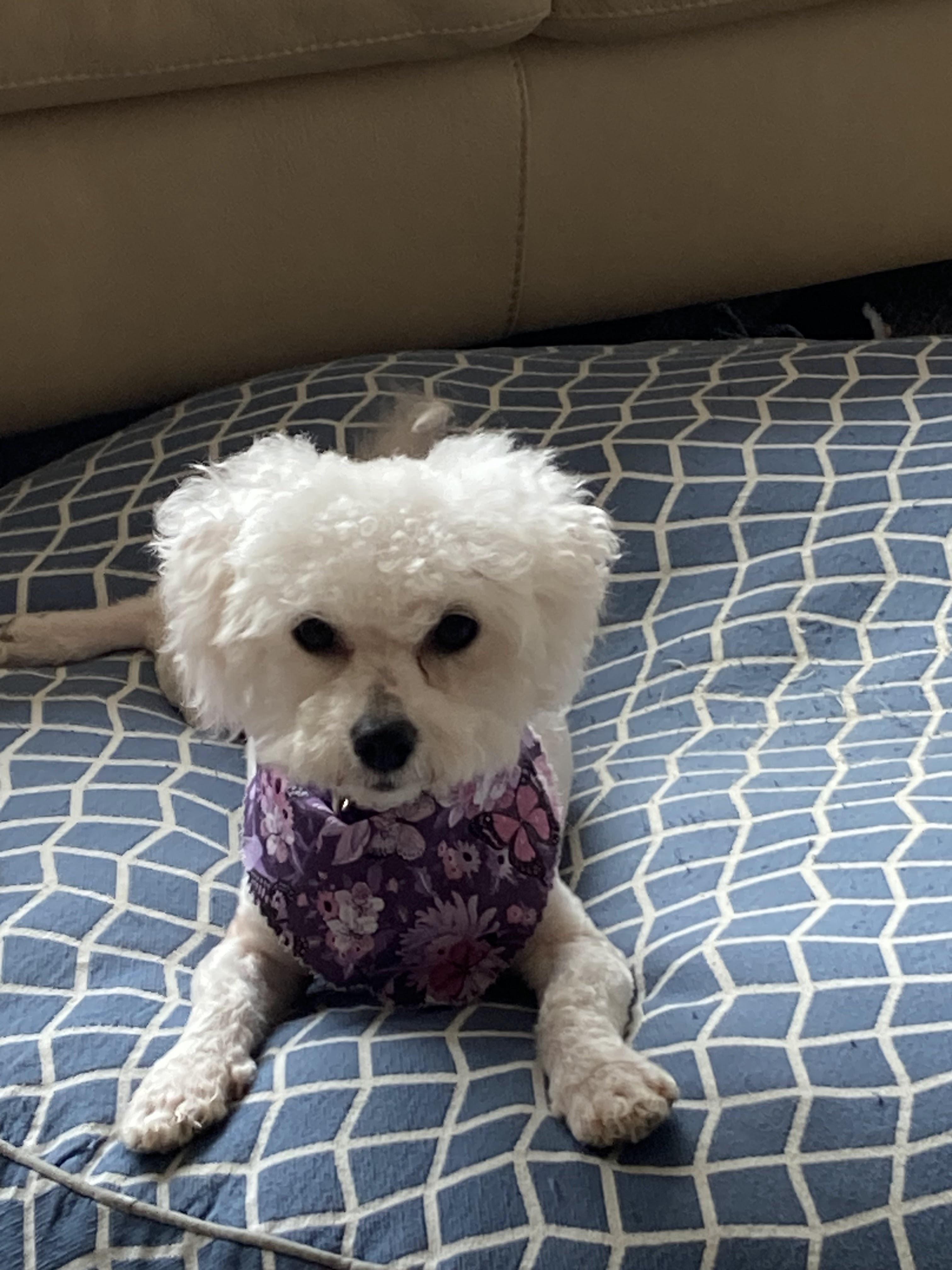 Afton, a Adoptable Bichon Frise in Farmington, MN image 2/6