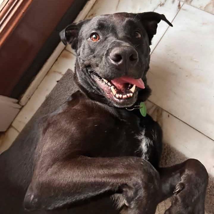 Bruno (Reduced Rover), a Adoptable mixed breed in New Orleans, LA image 1/6