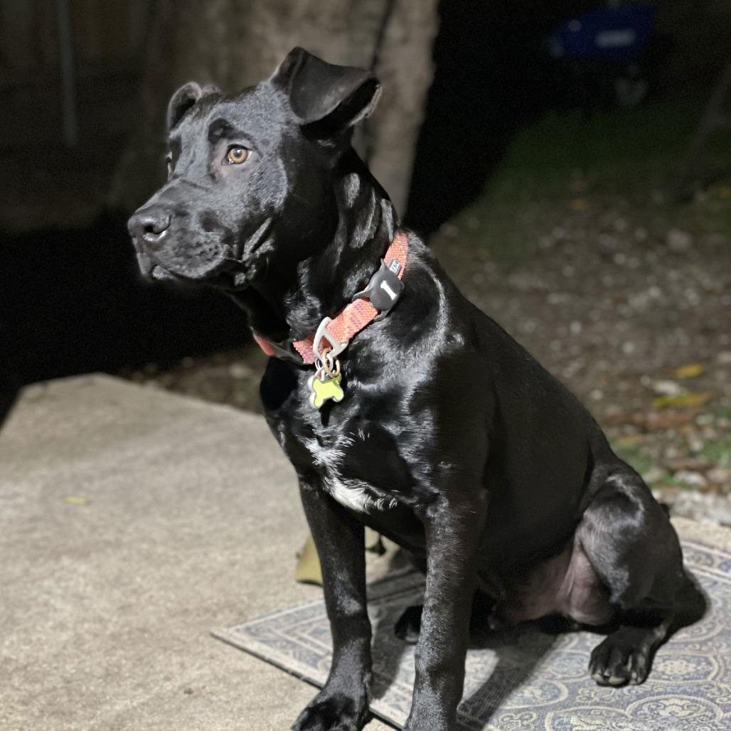 Bruno (Reduced Rover)