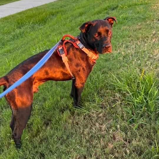 Bruno (Reduced Rover), a Adoptable mixed breed in New Orleans, LA image 2/6